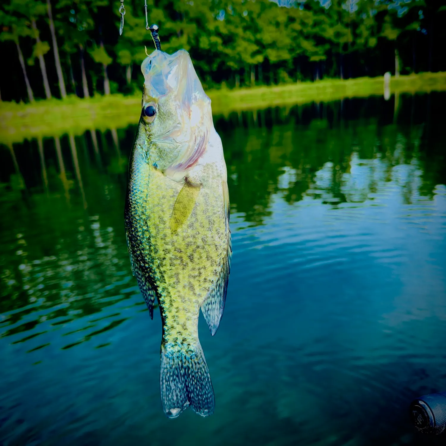 Black crappie caught on Fishbrain