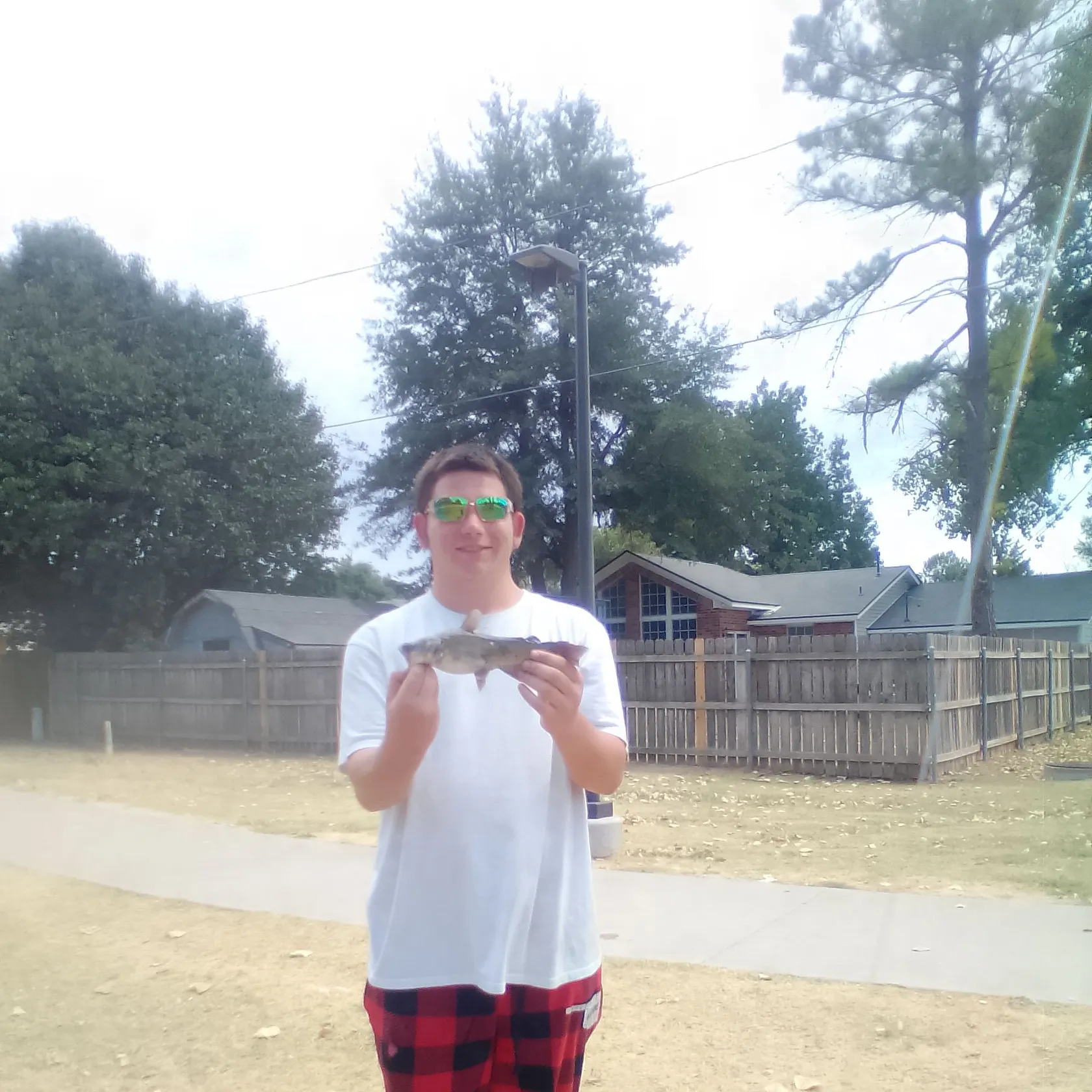 Yellow bullhead caught on Fishbrain