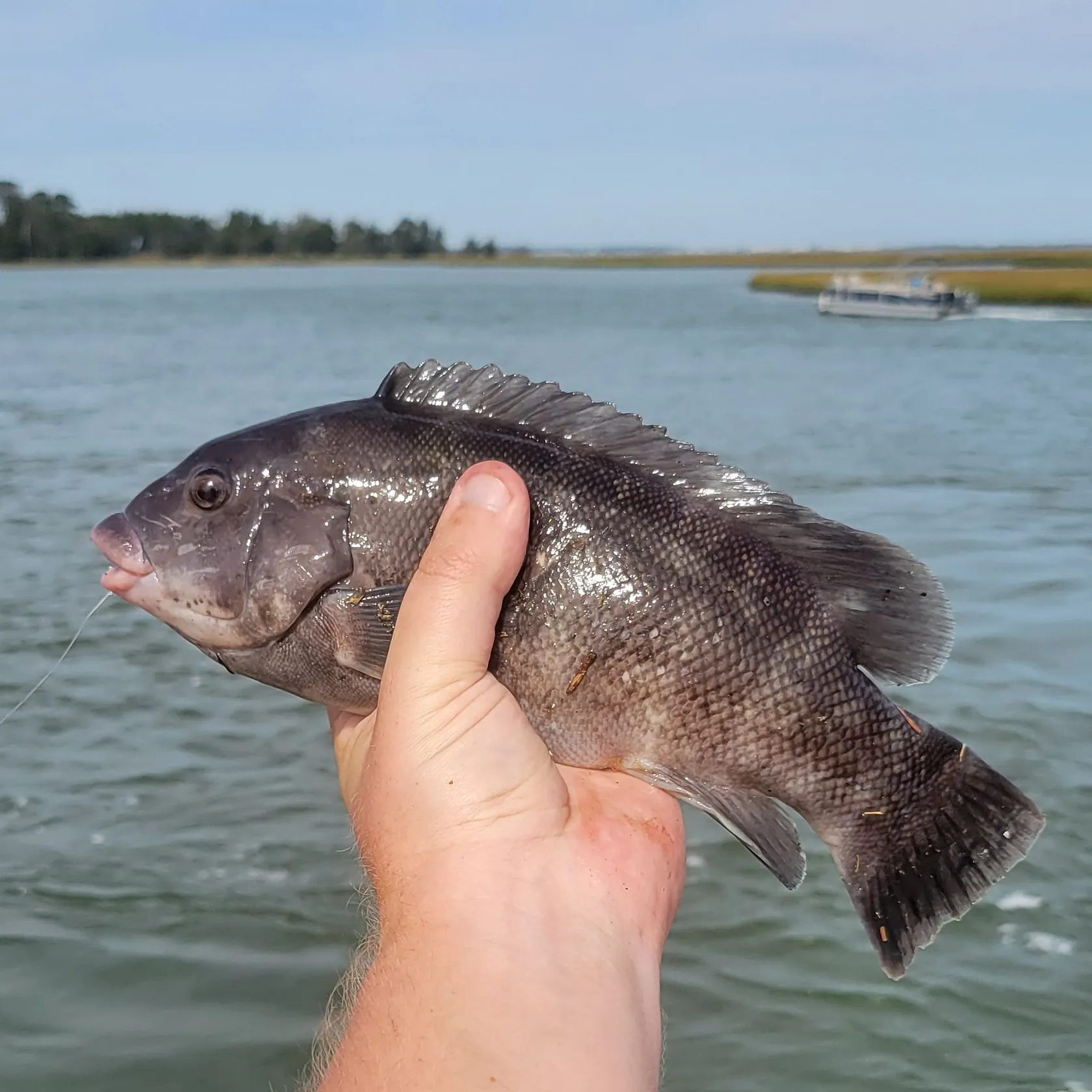 Tautog caught on Fishbrain
