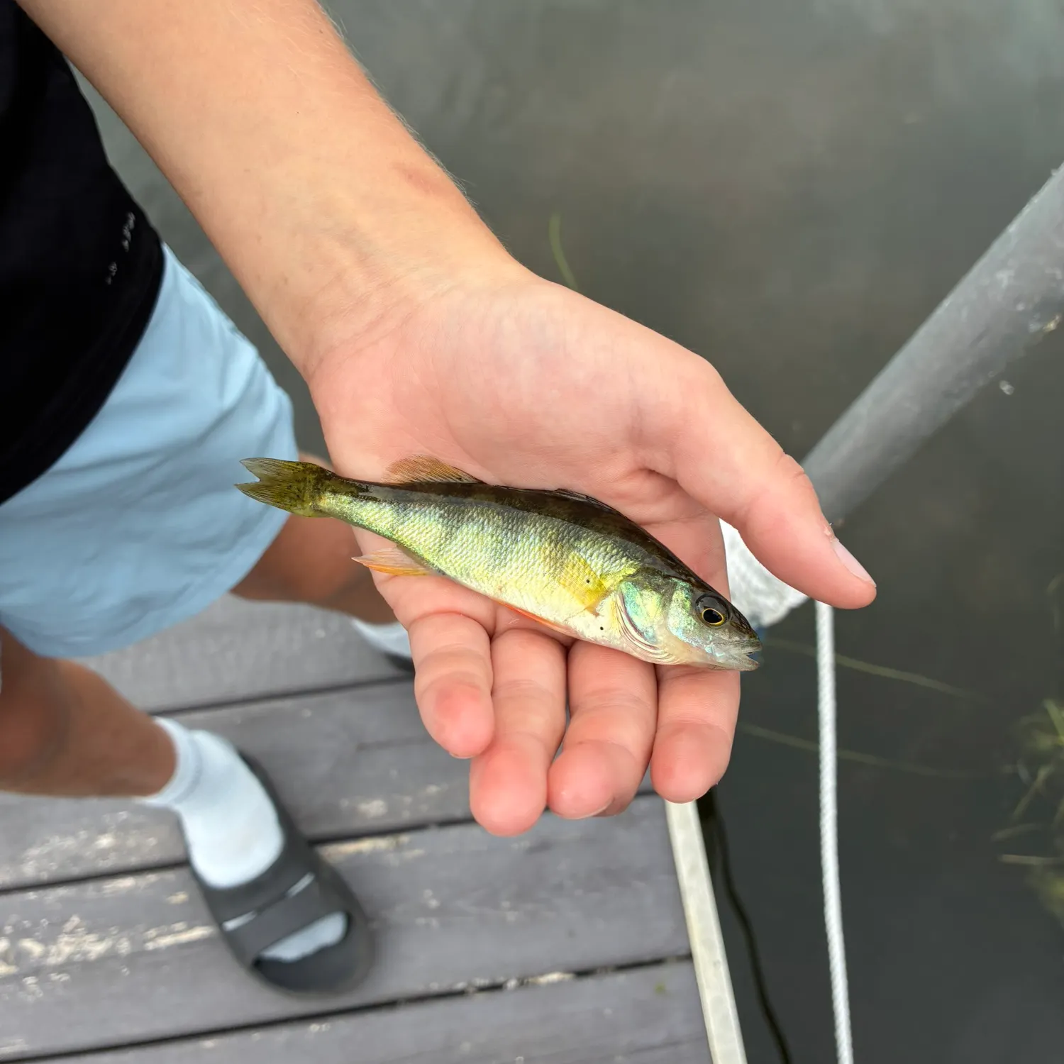 Yellow perch caught on Fishbrain
