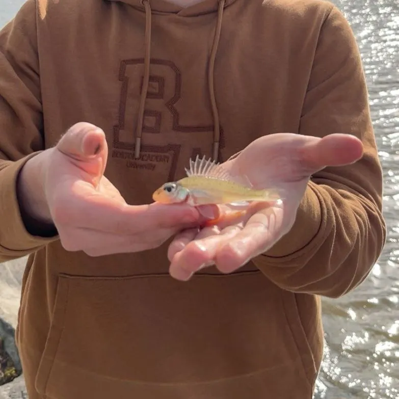 The most recent Eurasian ruffe catches on Fishbrain