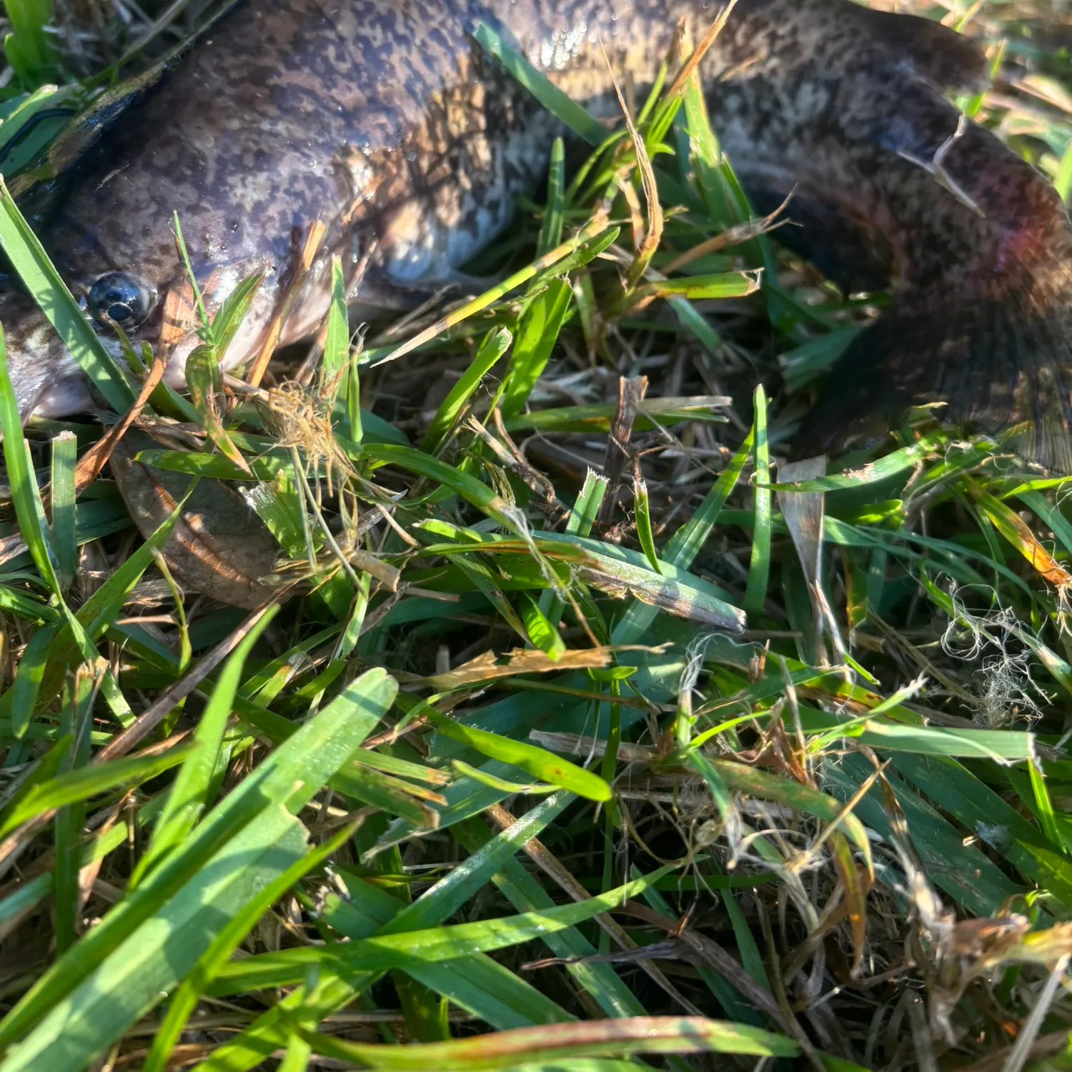 The most recent Spotted bullhead catches on Fishbrain