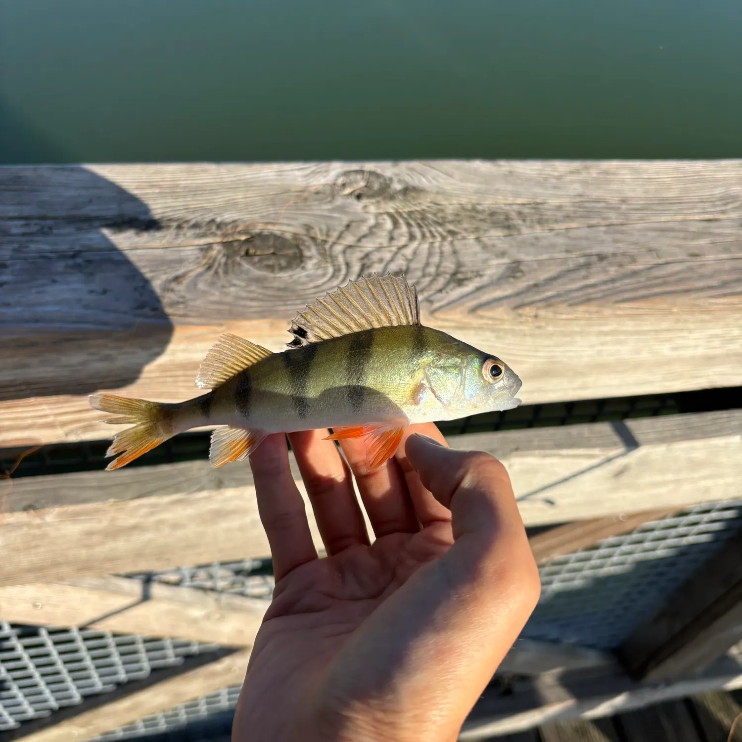 European perch caught on Fishbrain