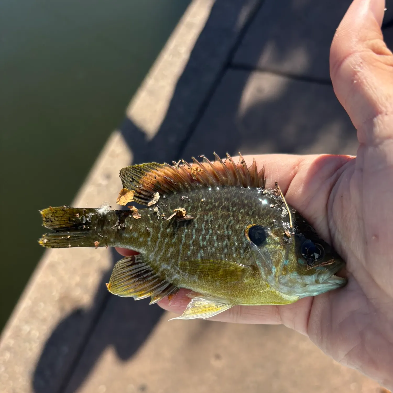 Greengill hybrid caught on Fishbrain