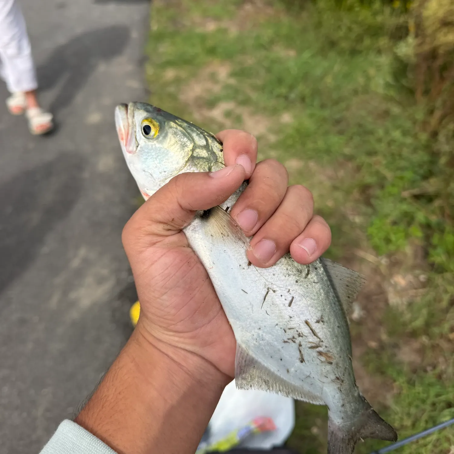 The most recent Bluefish catches on Fishbrain
