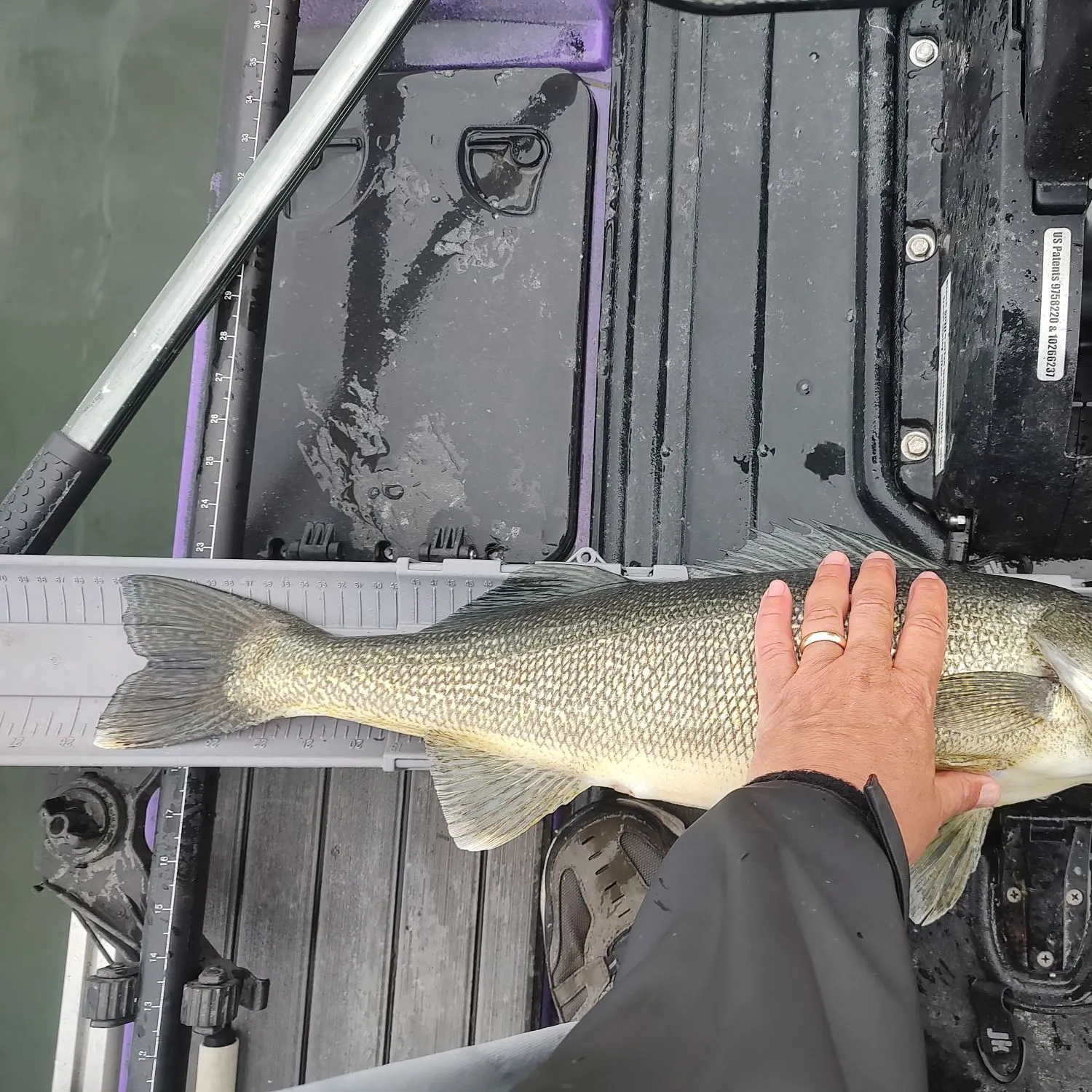 Walleye caught on Fishbrain