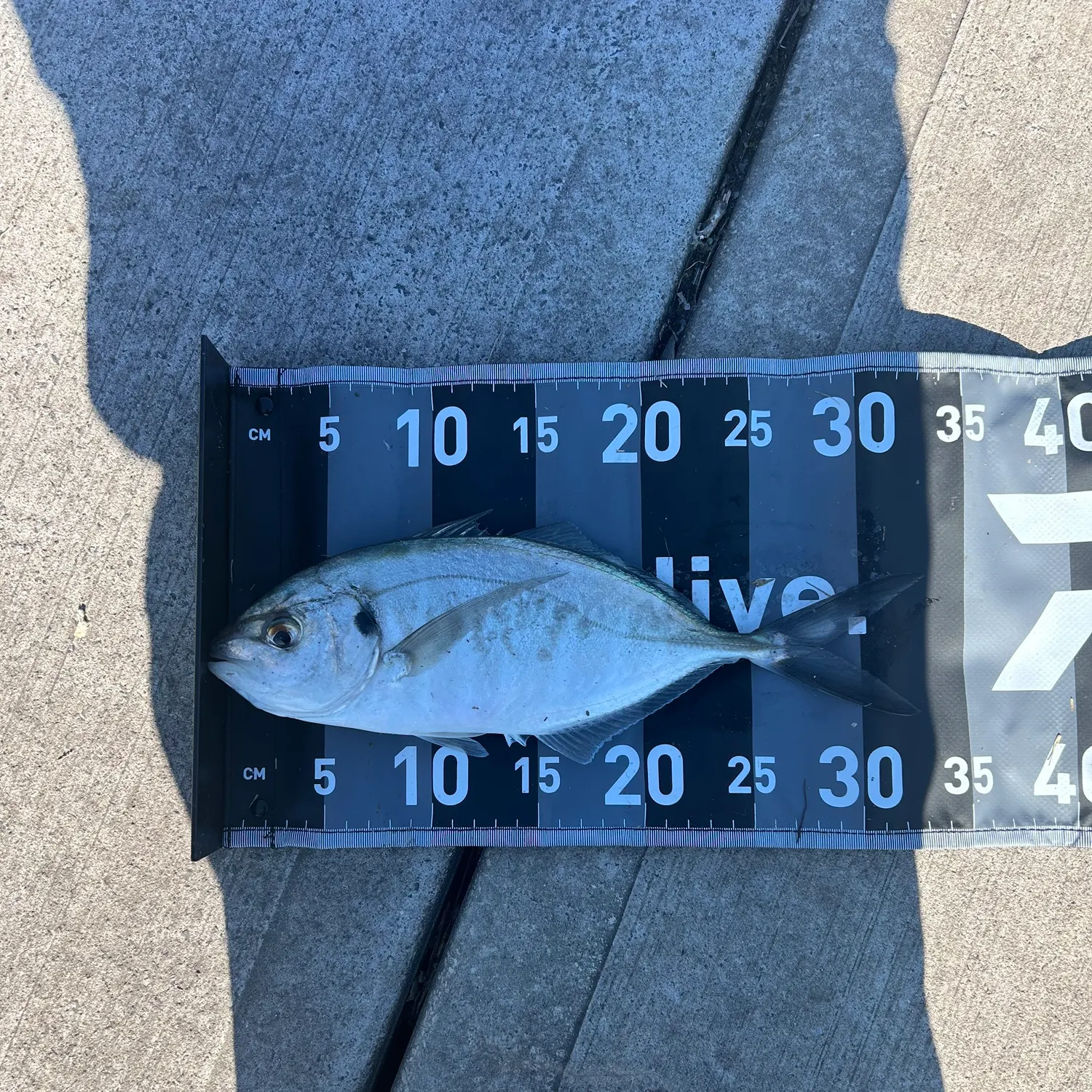 The most recent Silver trevally catches on Fishbrain