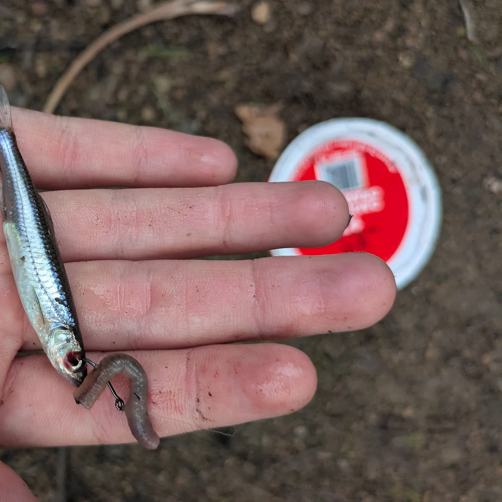 The most recent Silver shiner catches on Fishbrain