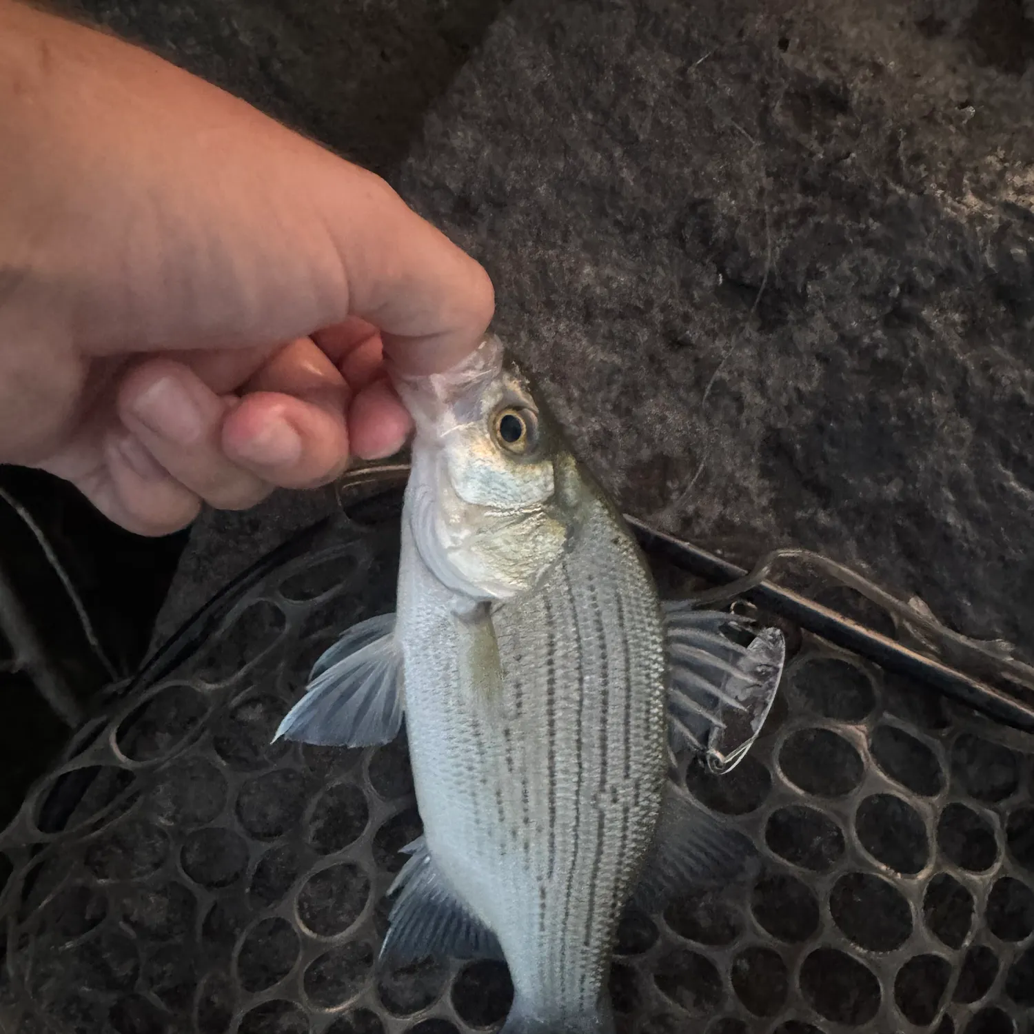 White bass caught on Fishbrain