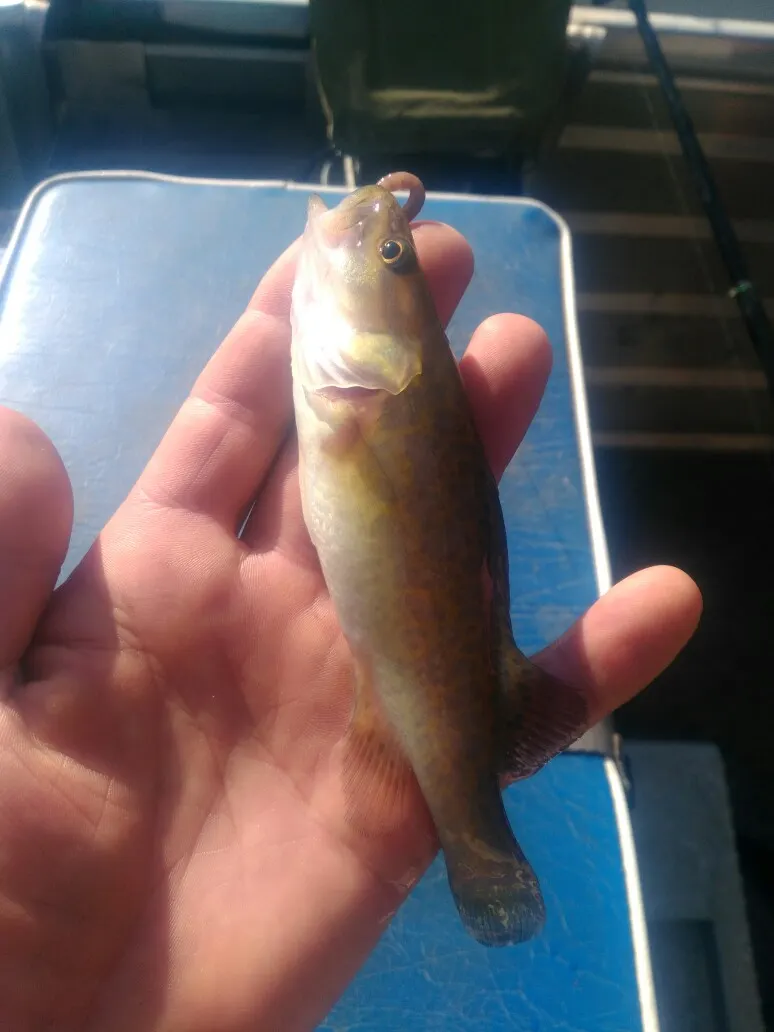 Post image from glenvearing