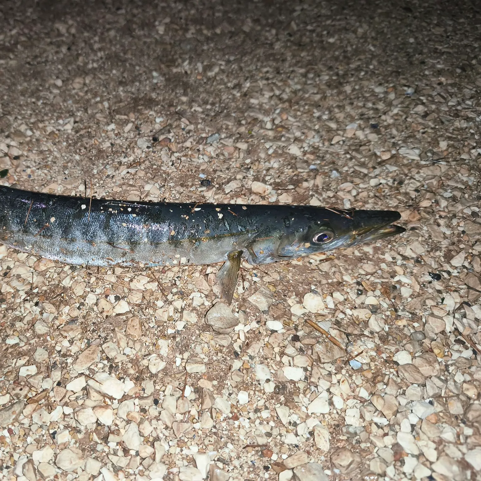 The most recent Pickhandle barracuda catches on Fishbrain