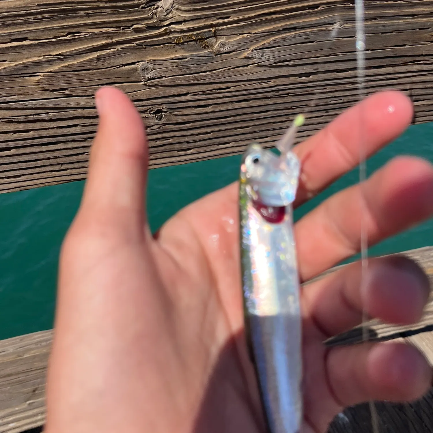 The most recent Northern anchovy catches on Fishbrain