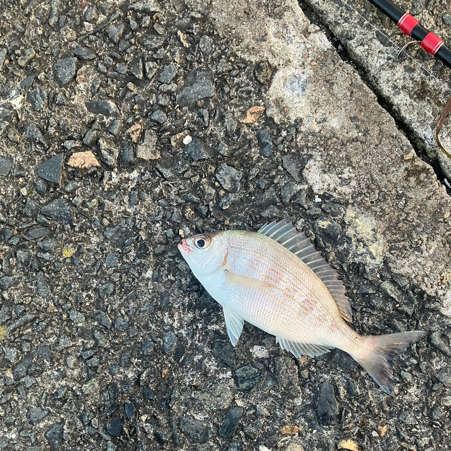 The most recent Black seabream catches on Fishbrain