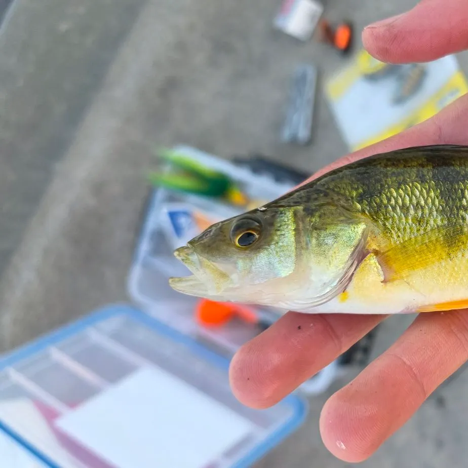 Yellow perch caught on Fishbrain