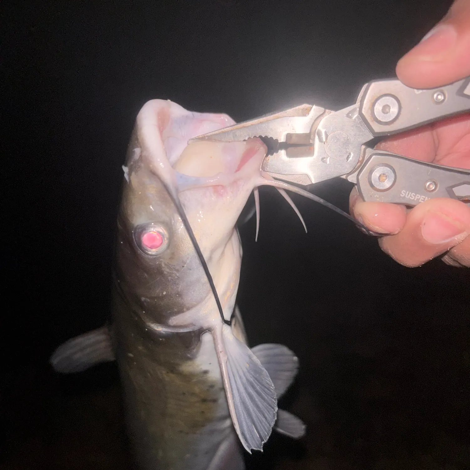 Channel catfish caught on Fishbrain