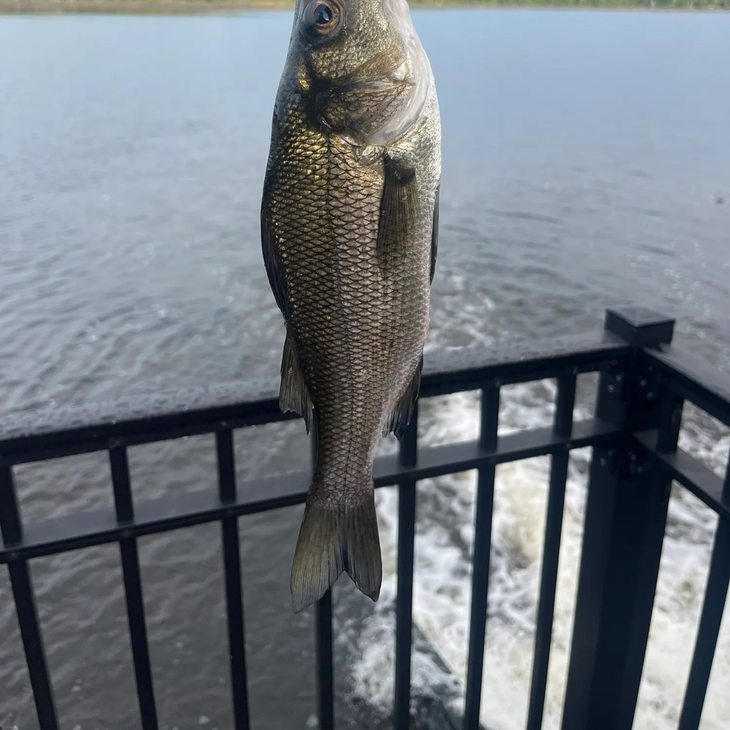 White perch caught on Fishbrain