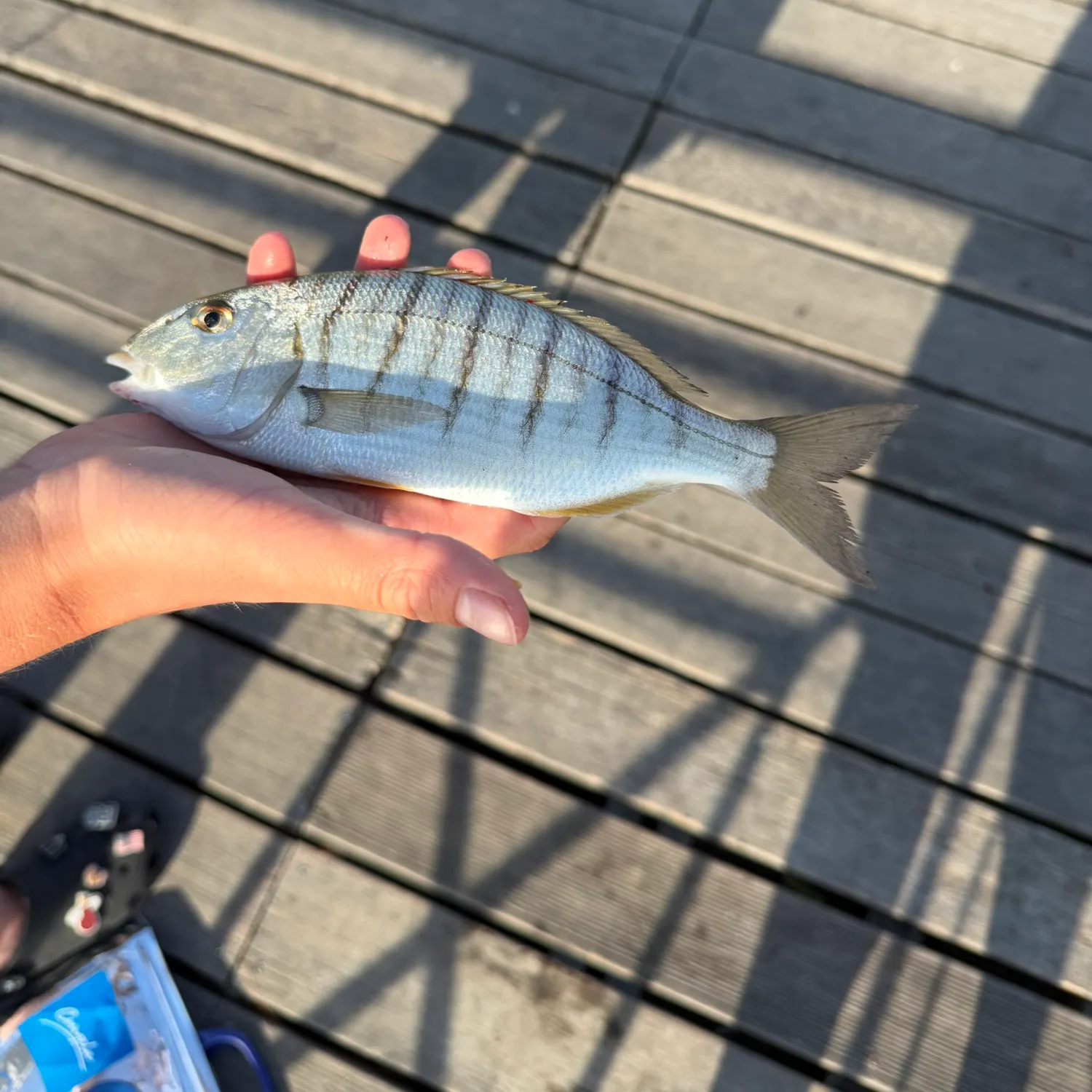 The most recent Striped seabream catches on Fishbrain