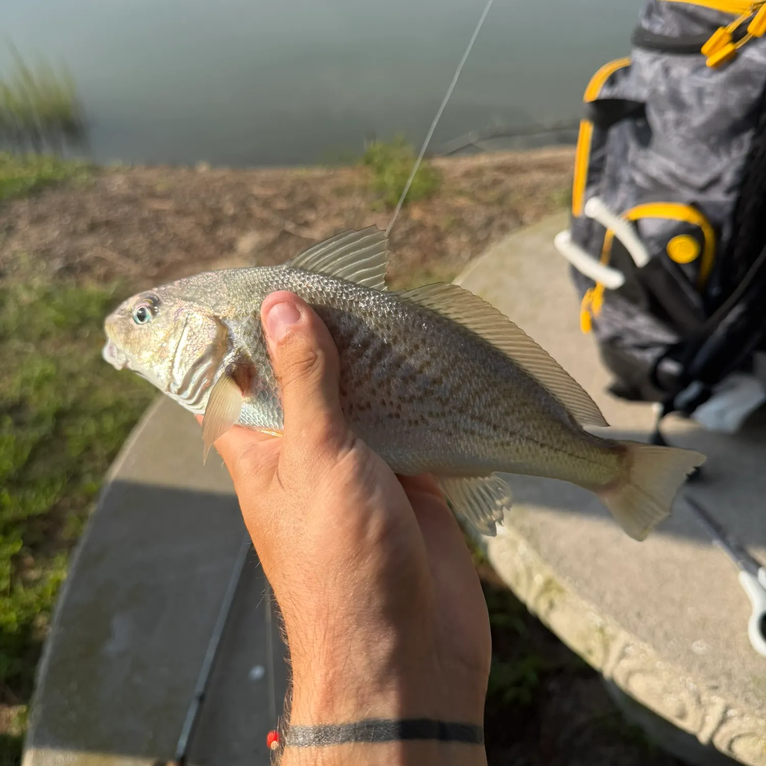 Atlantic croaker caught on Fishbrain