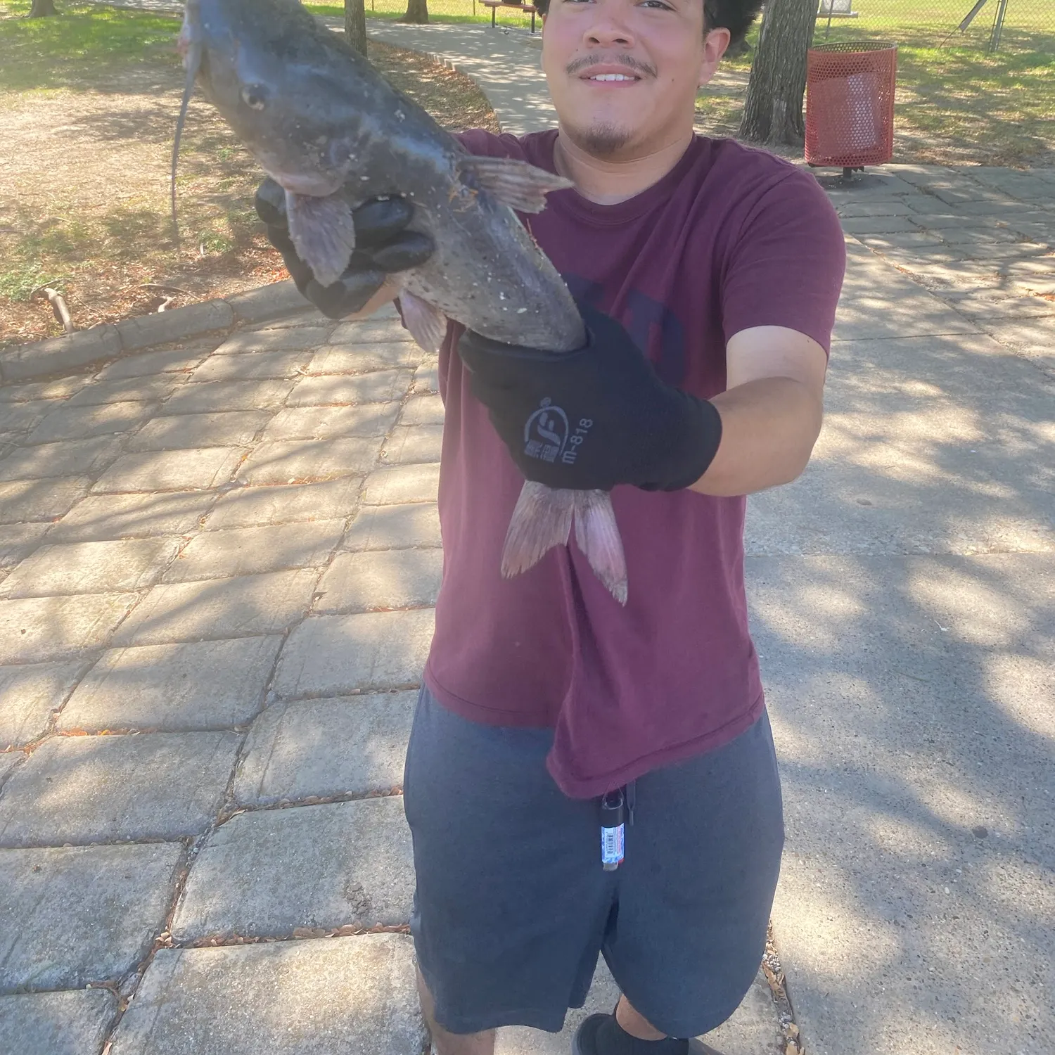 Channel catfish caught on Fishbrain
