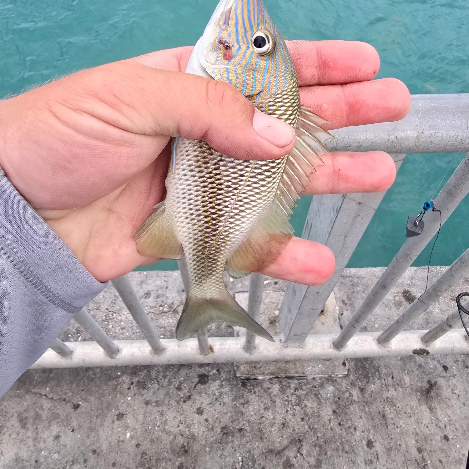 angler catch