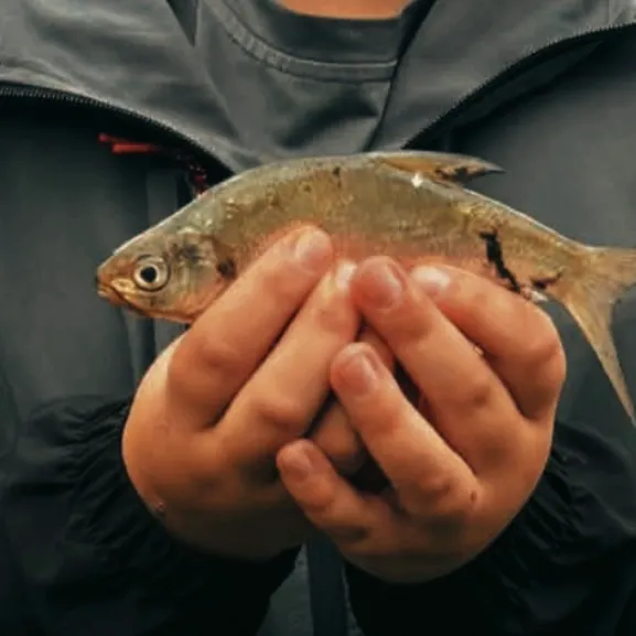 Common bream caught on Fishbrain