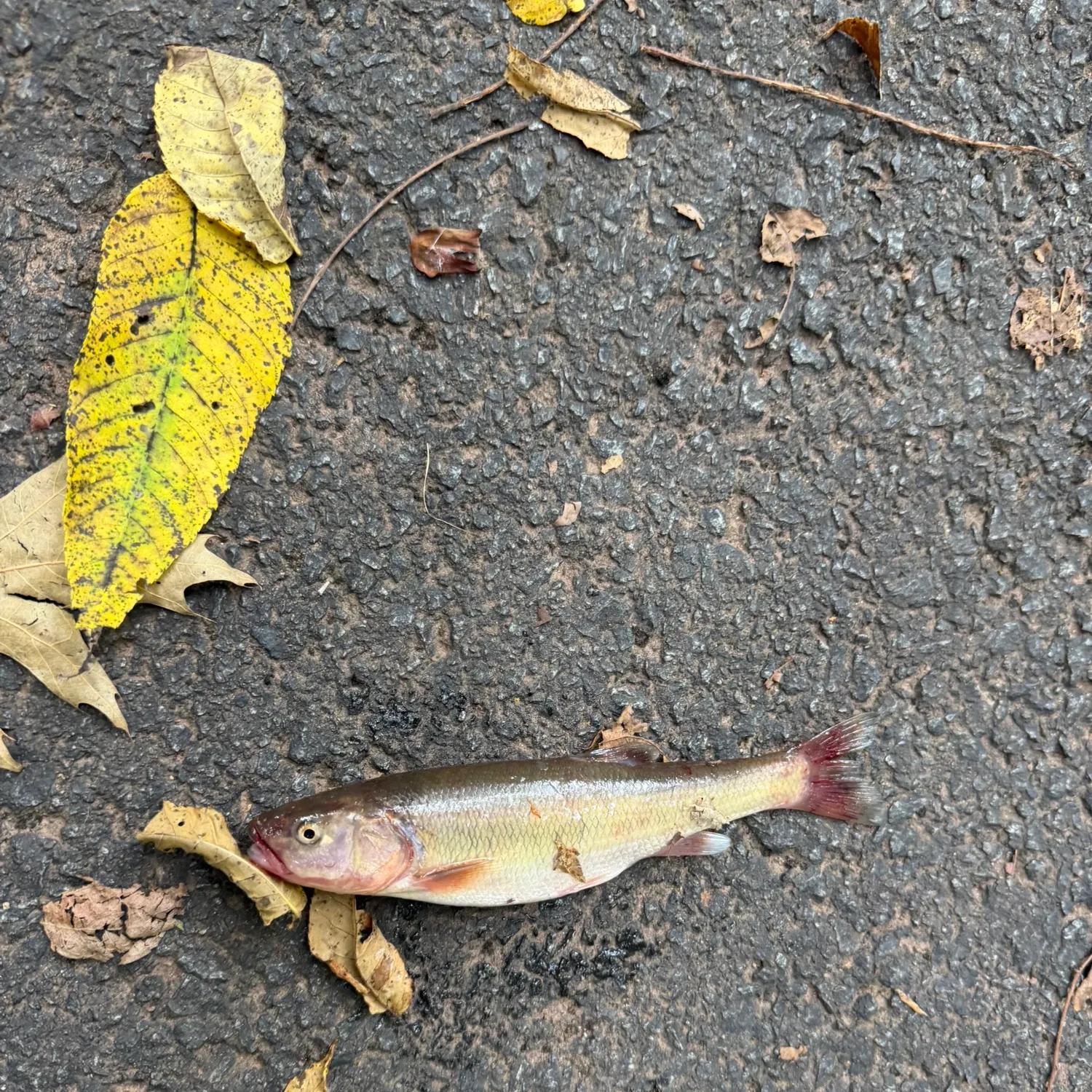 Creek chub caught on Fishbrain
