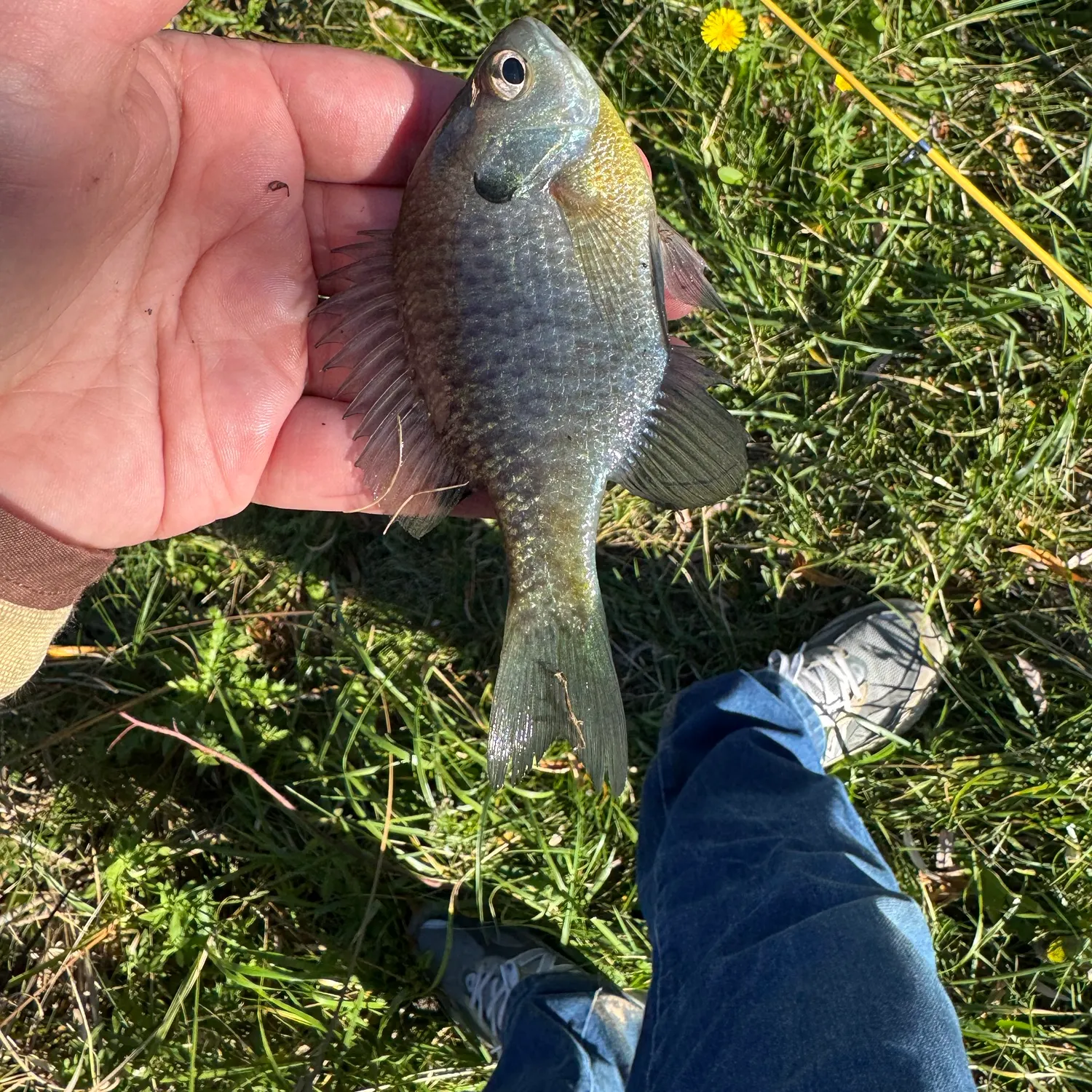 Bluegill caught on Fishbrain