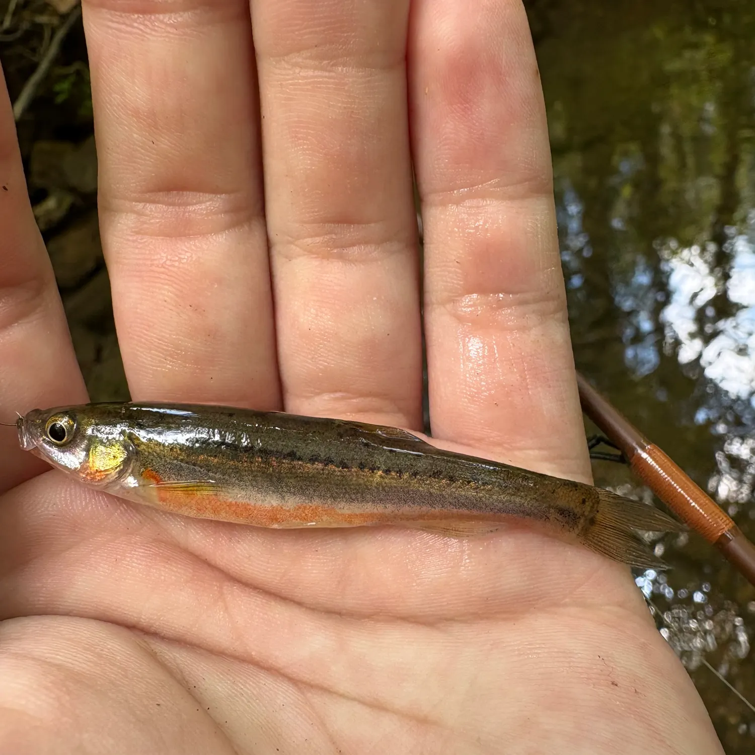 The most recent Southern redbelly dace catches on Fishbrain