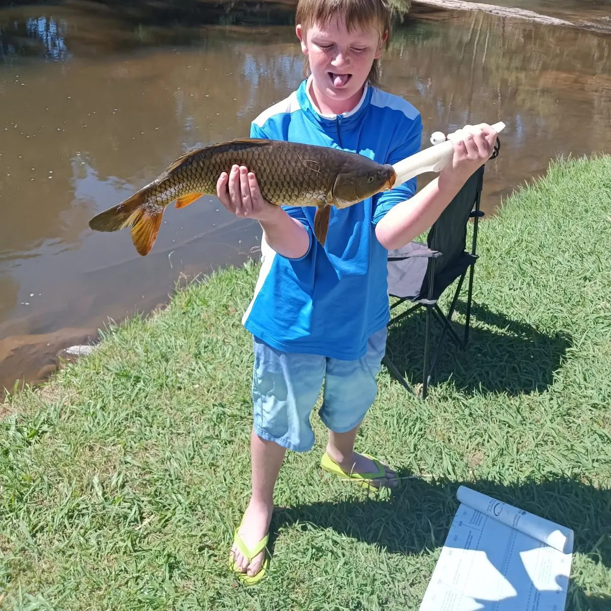 Common carp caught on Fishbrain