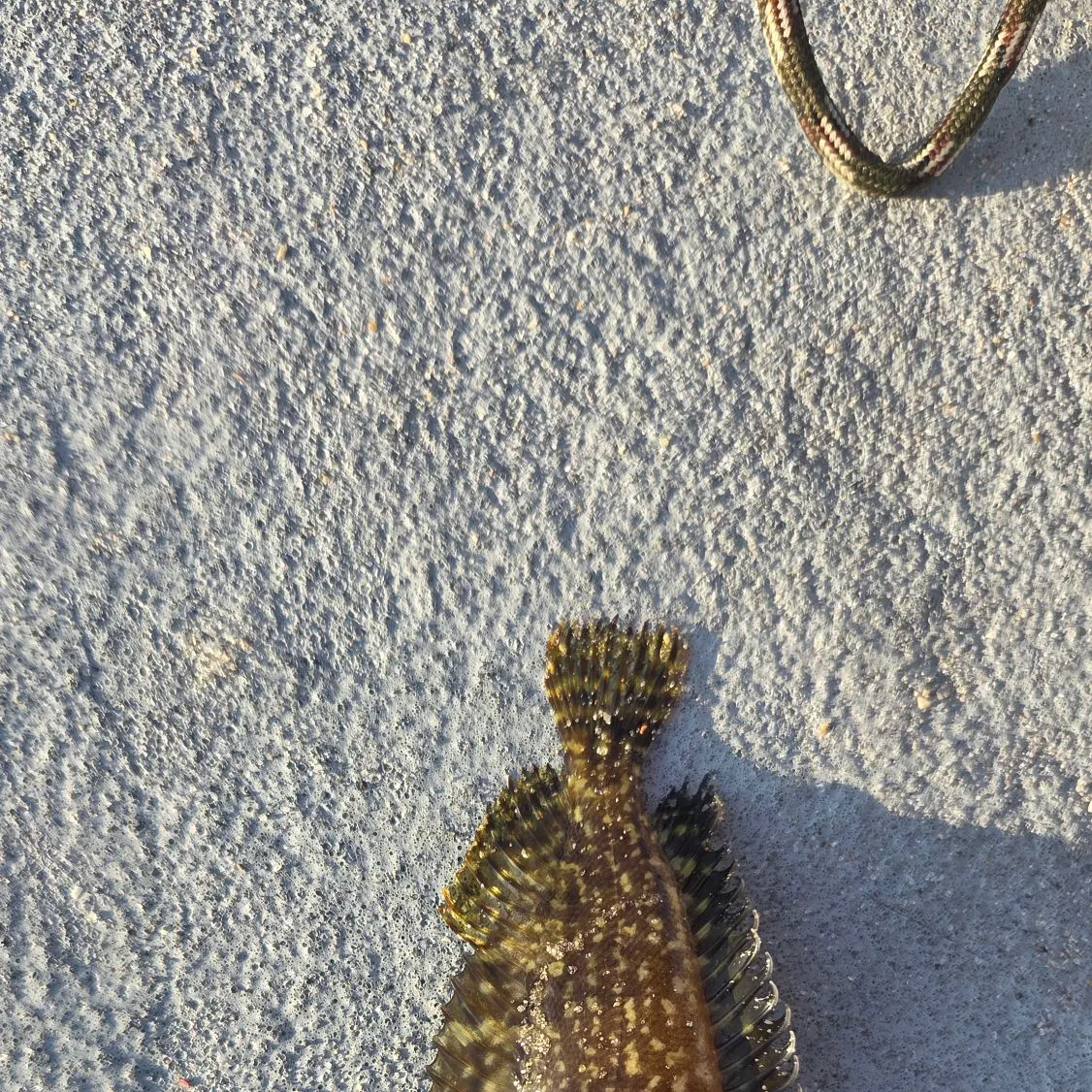 The most recent Masquerader hairy blenny catches on Fishbrain
