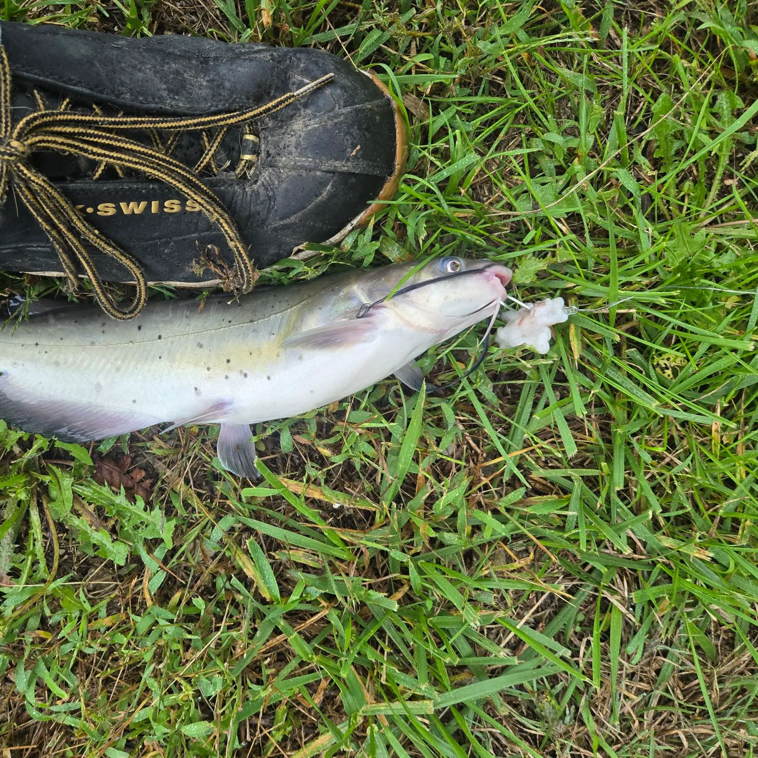 Channel catfish caught on Fishbrain