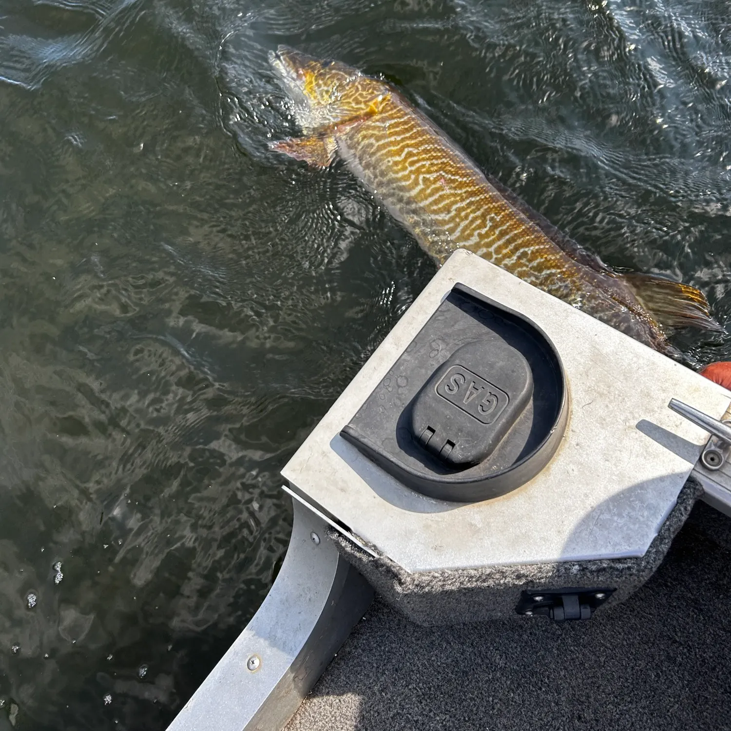 Tiger muskie caught on Fishbrain