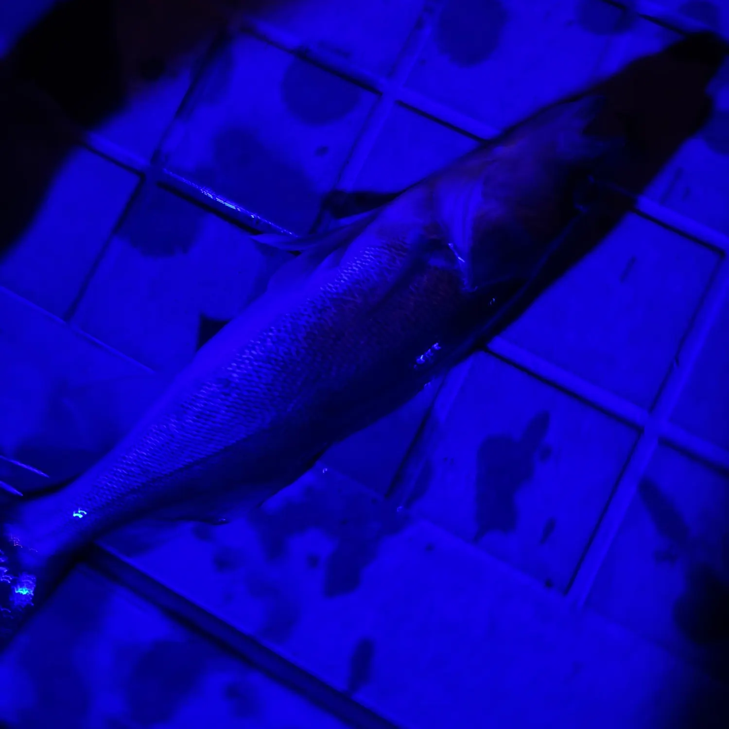 Walleye caught on Fishbrain