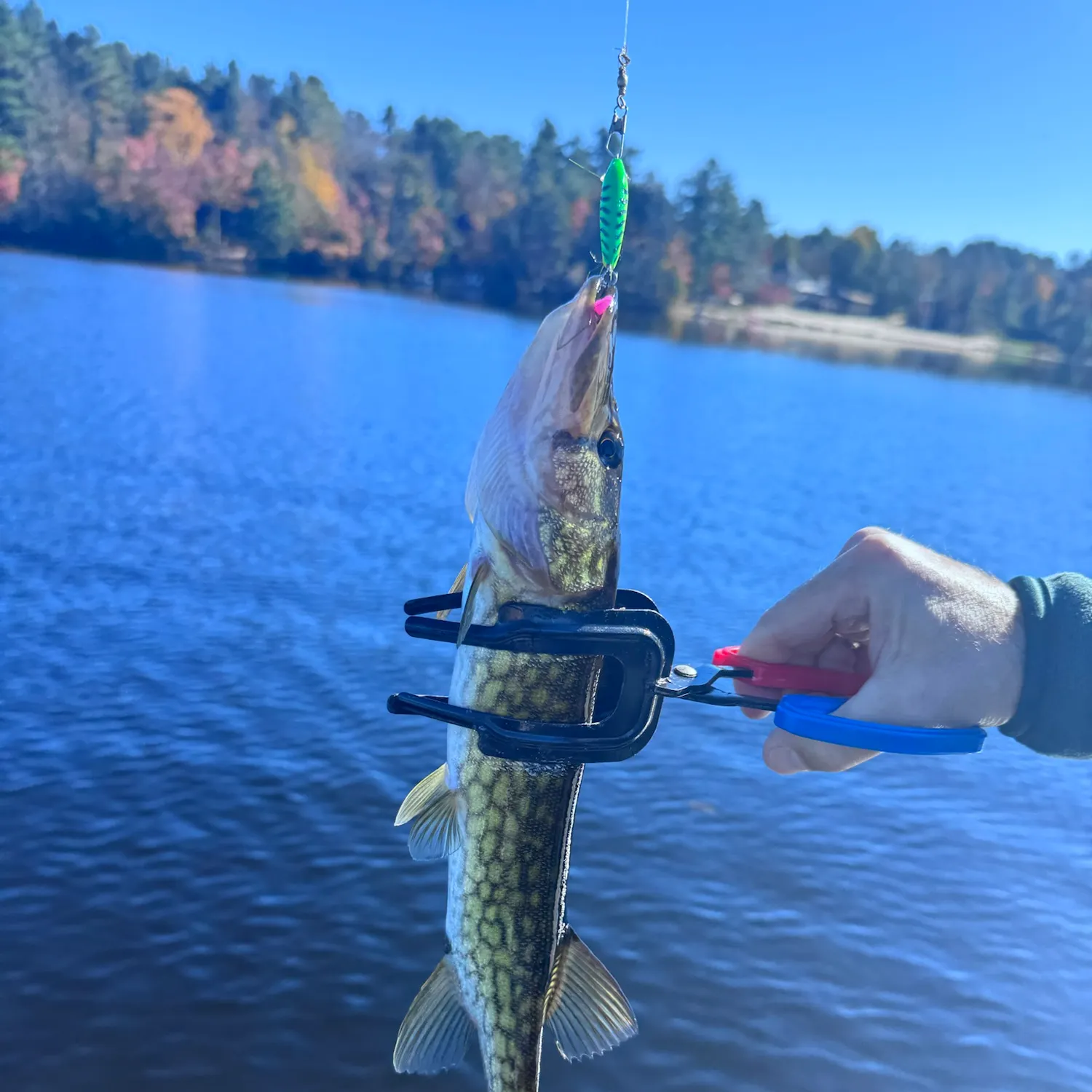 Chain pickerel caught on Fishbrain