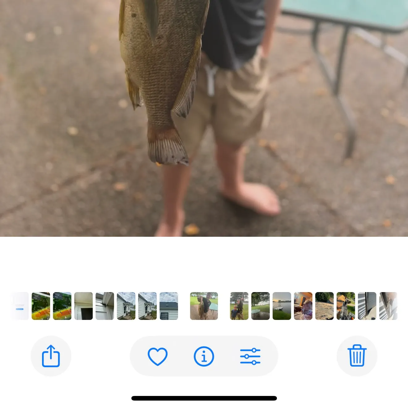 Freshwater drum caught on Fishbrain