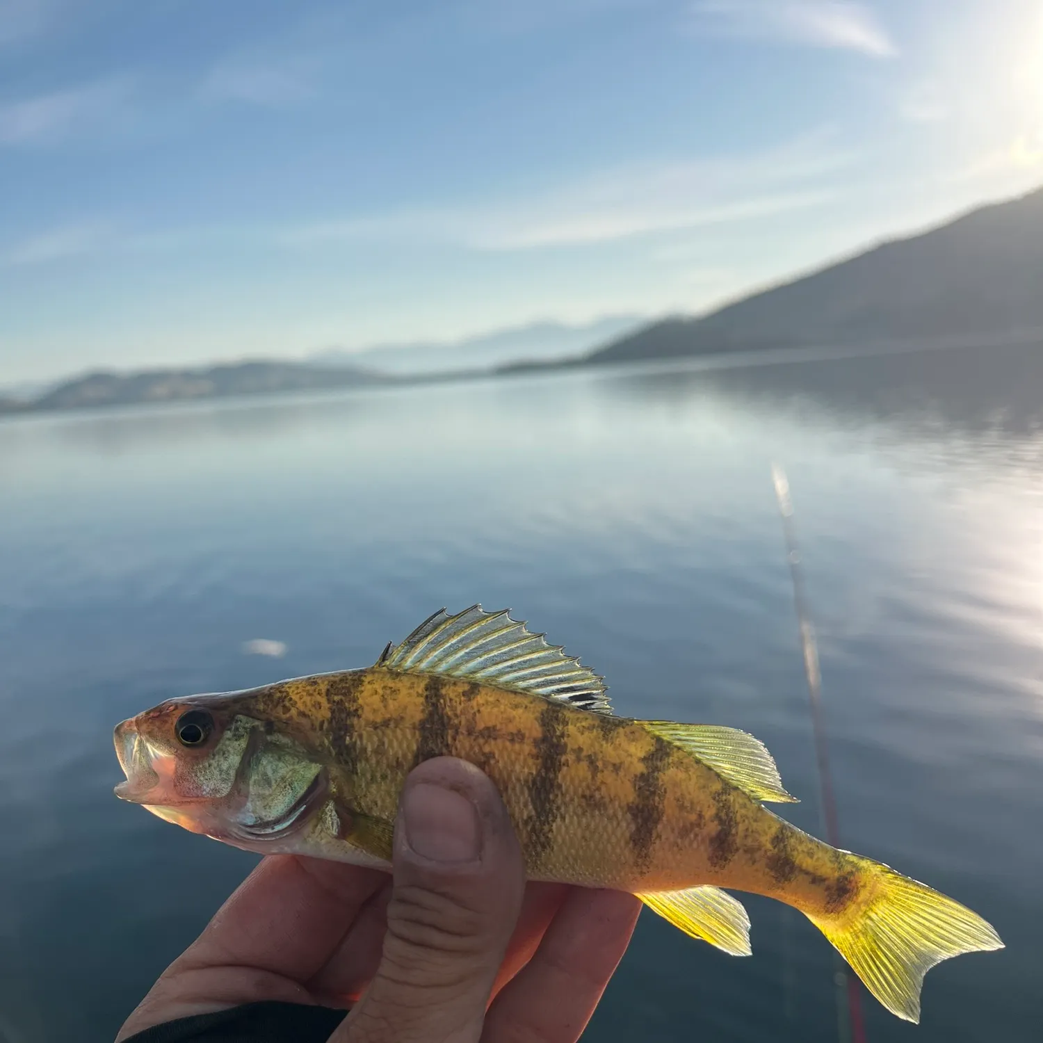 Yellow perch caught on Fishbrain