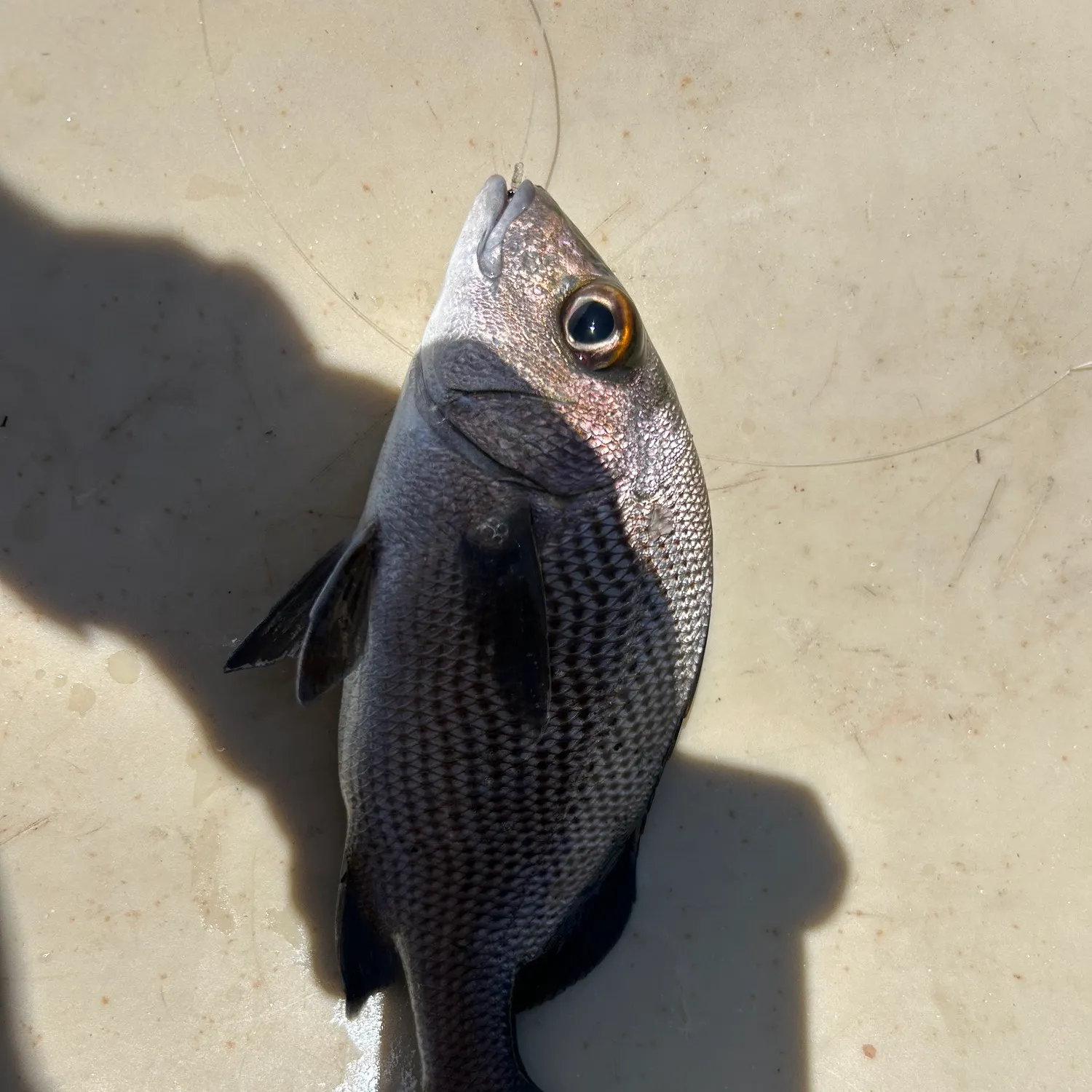 The most recent Black margate catches on Fishbrain