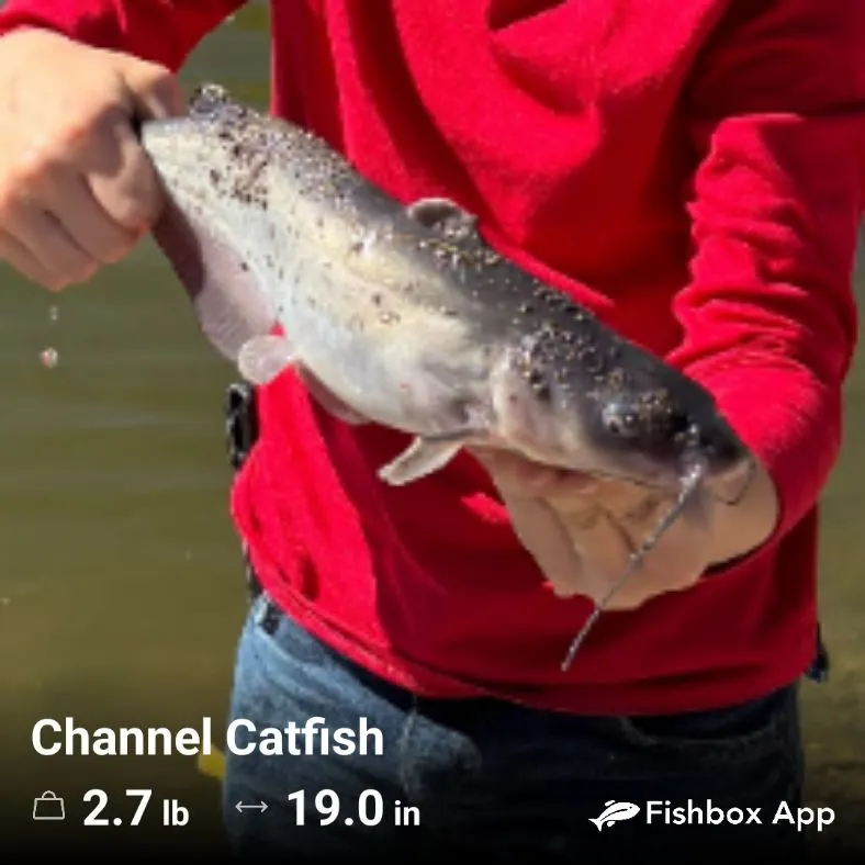 Channel catfish caught on Fishbrain