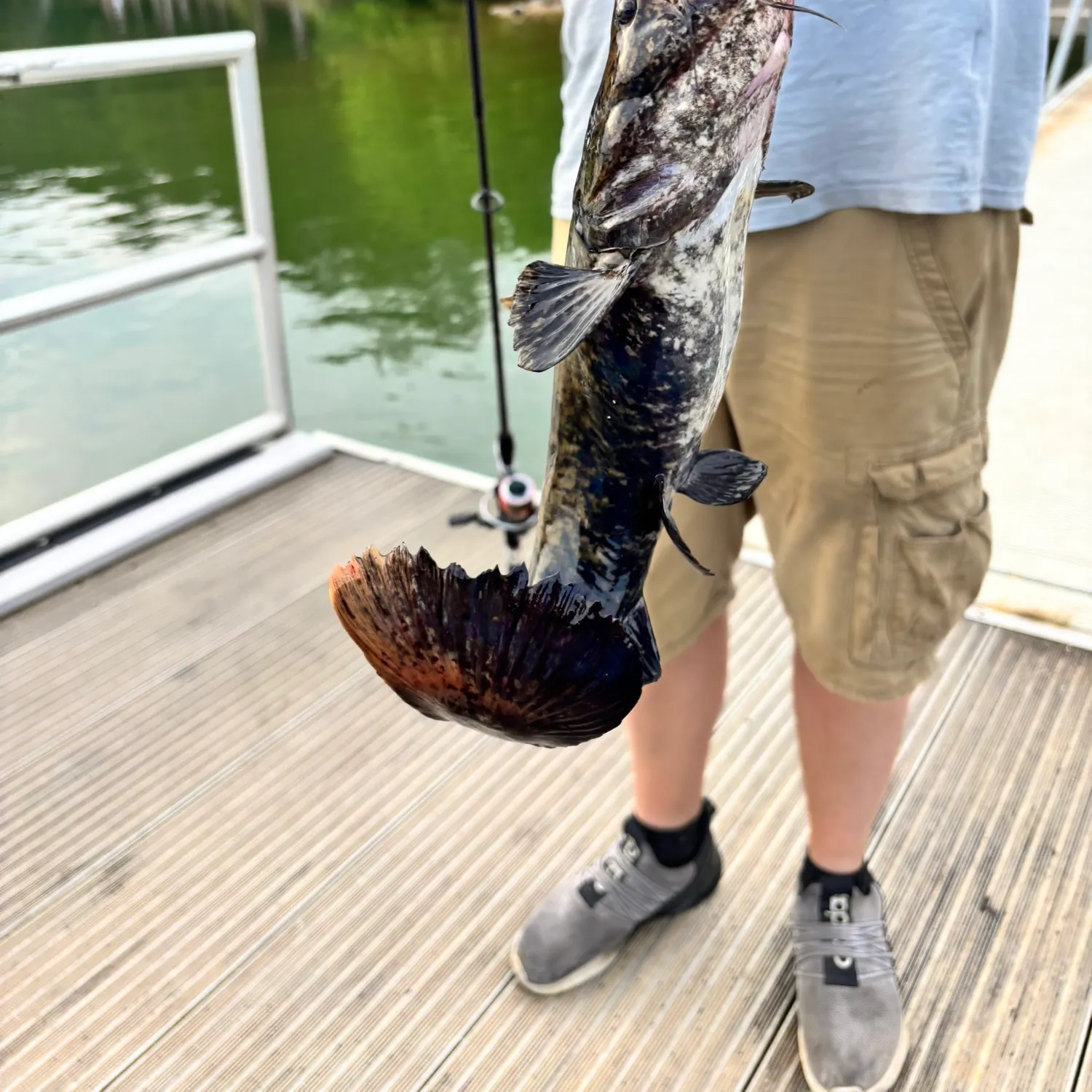 The most recent Flathead catfish catches on Fishbrain