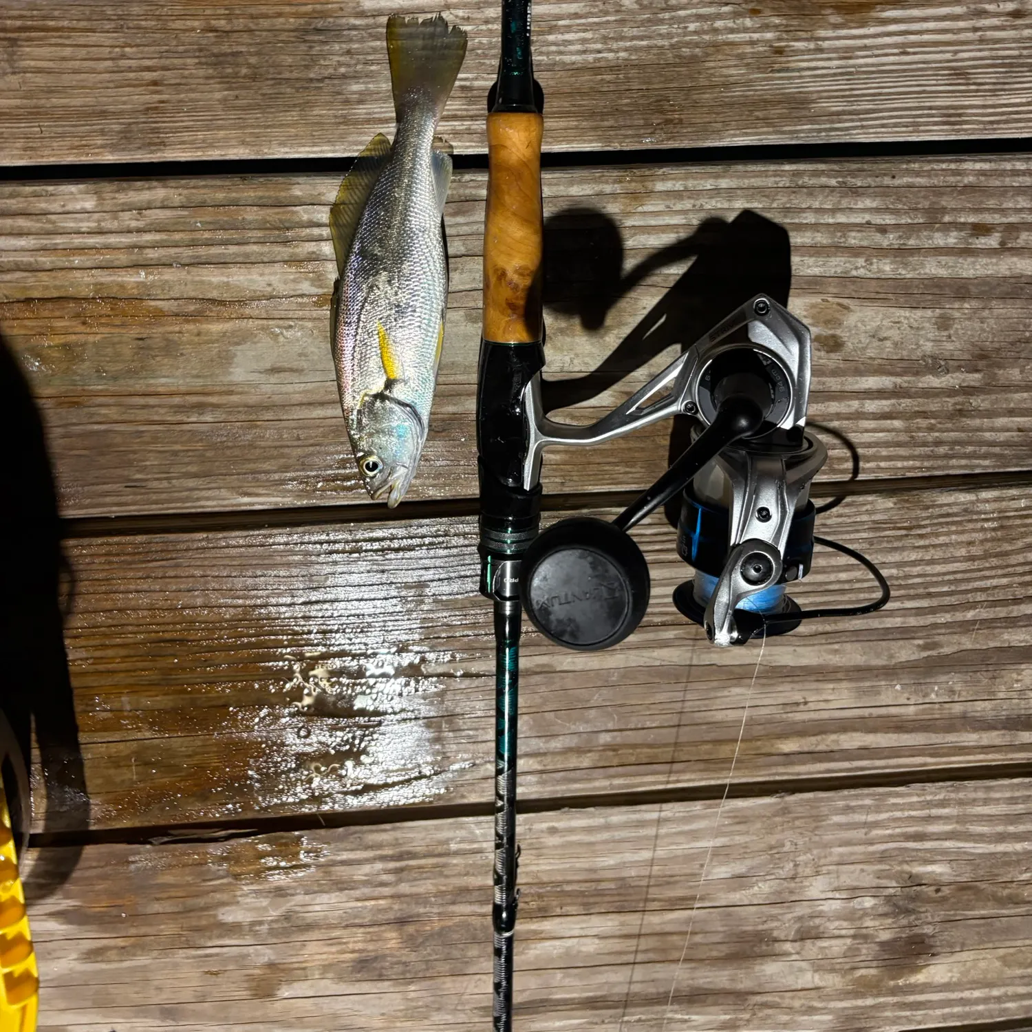 Sand seatrout caught on Fishbrain