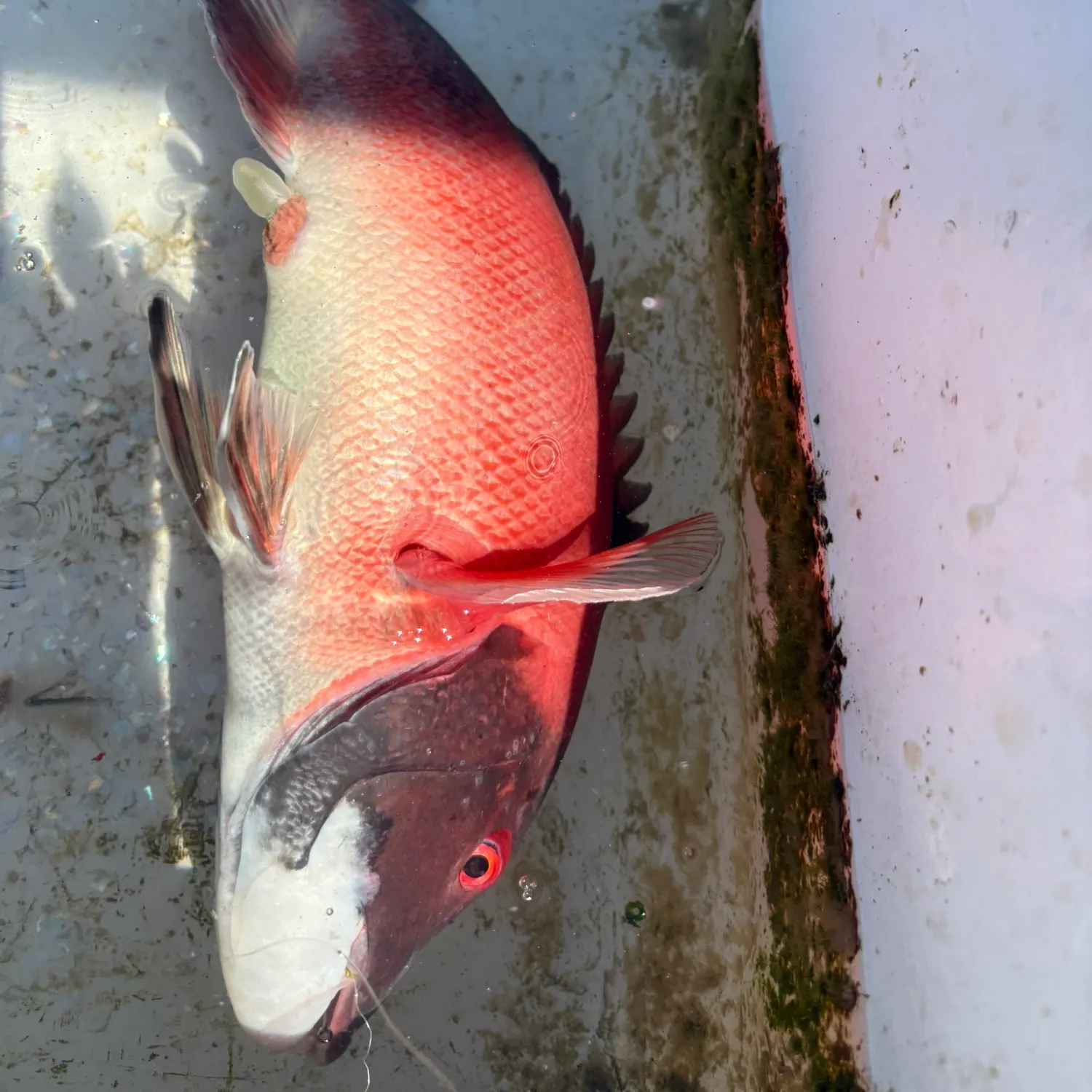 California sheephead caught on Fishbrain