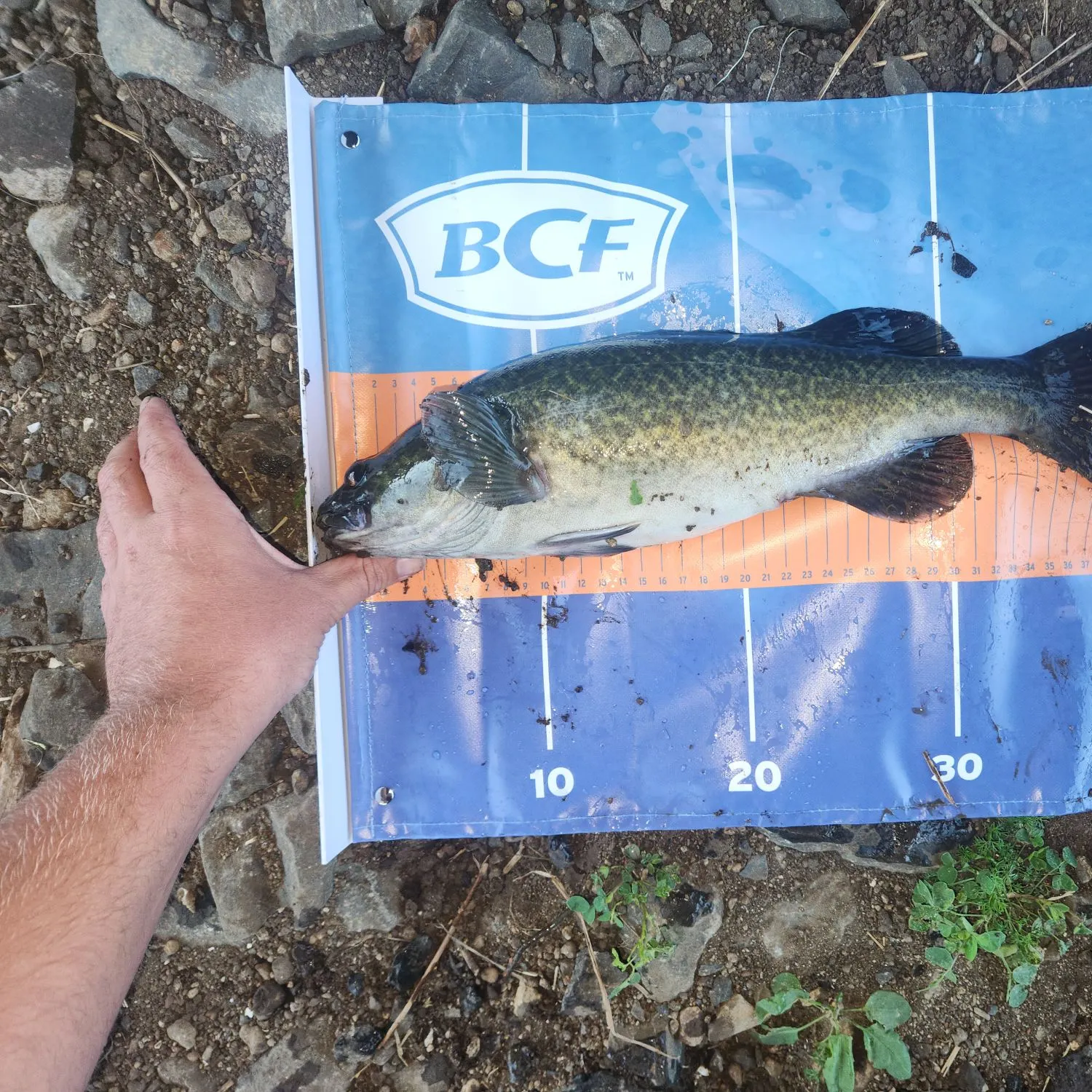 Murray cod caught on Fishbrain