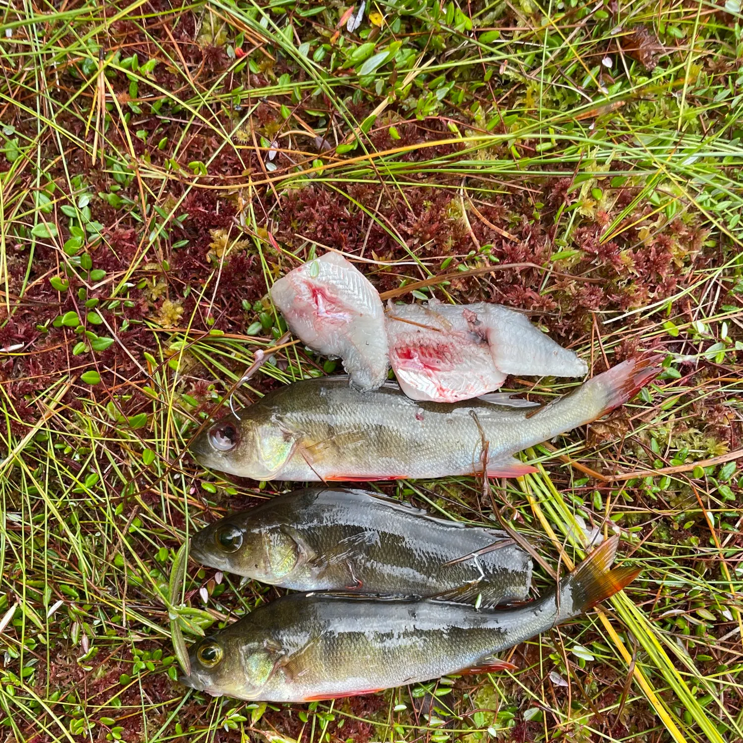 European perch caught on Fishbrain