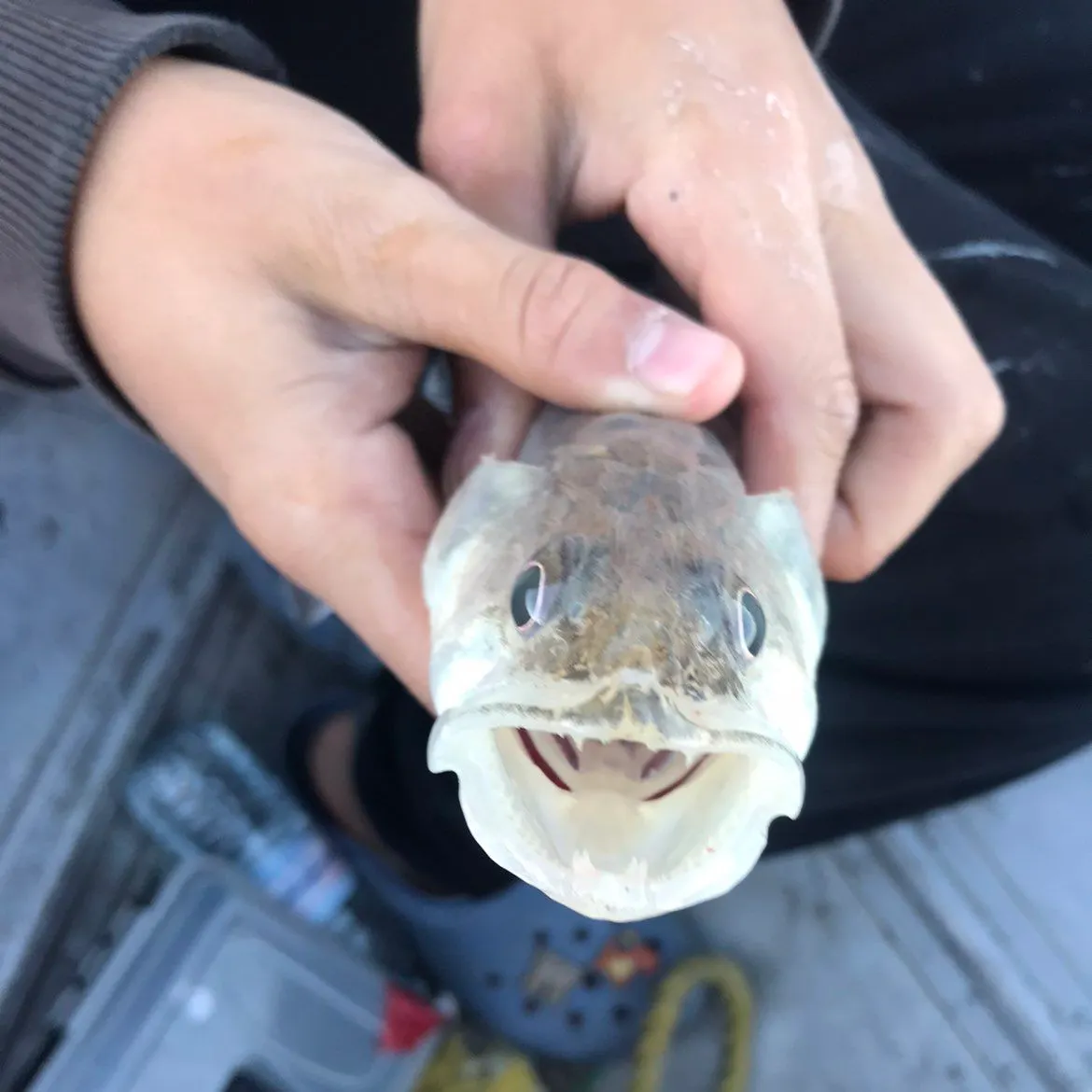 Sauger caught on Fishbrain