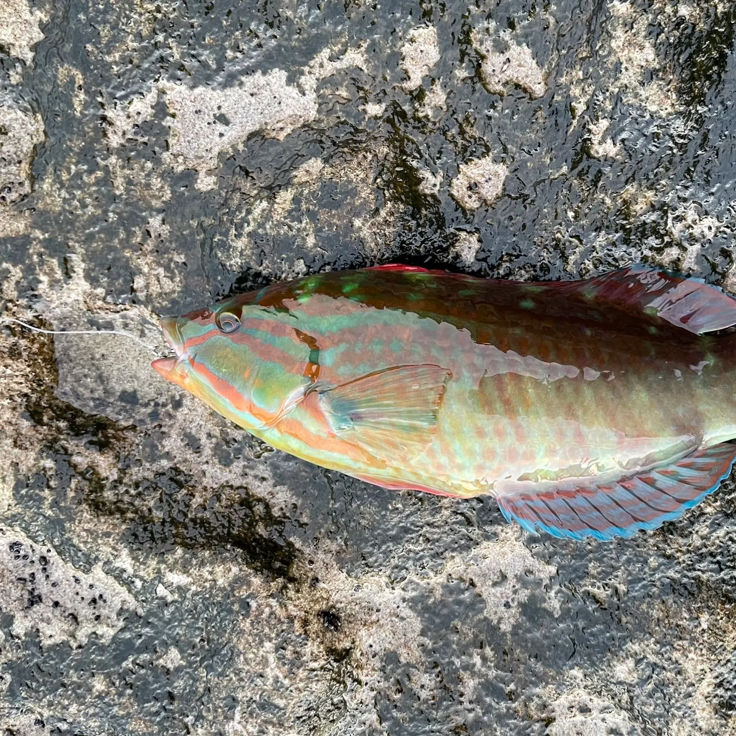 The most recent Gunther's wrasse catches on Fishbrain