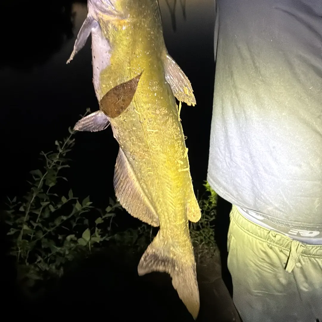 Channel catfish caught on Fishbrain