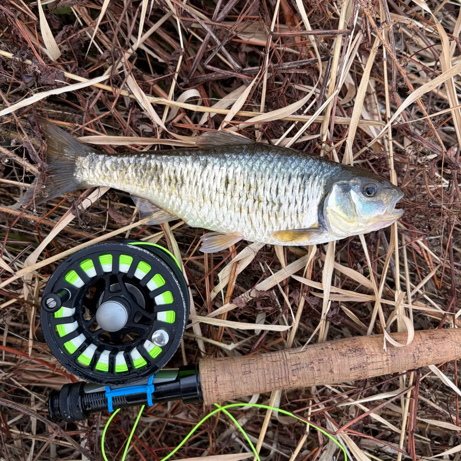 Striped shiner caught on Fishbrain