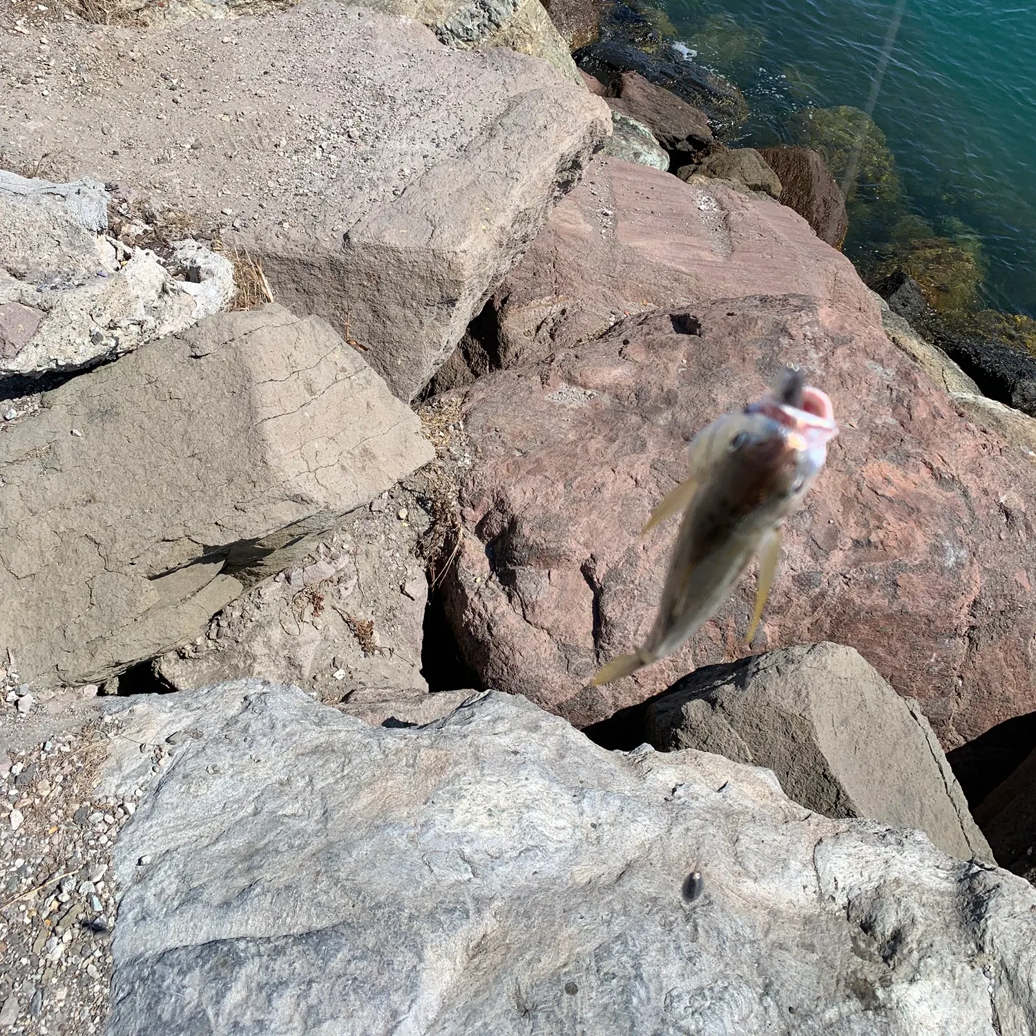 Yellowfin croaker caught on Fishbrain
