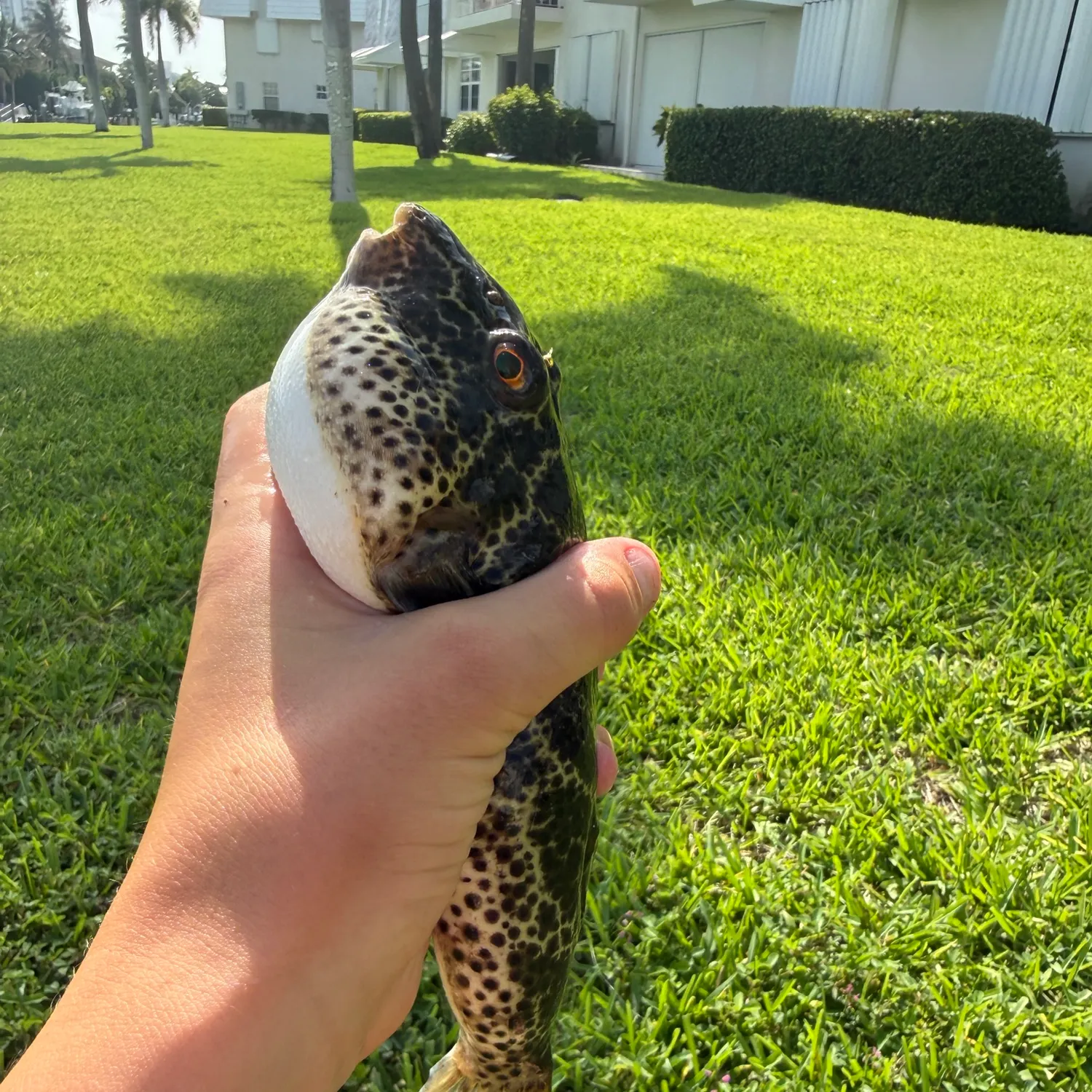 The most recent Checkered puffer catches on Fishbrain