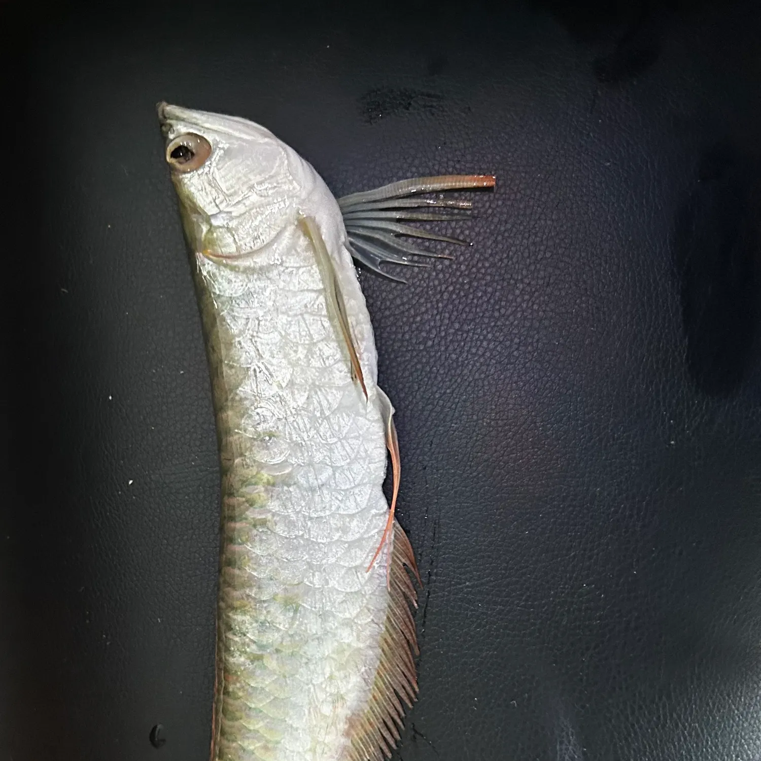 The most recent Silver arowana catches on Fishbrain